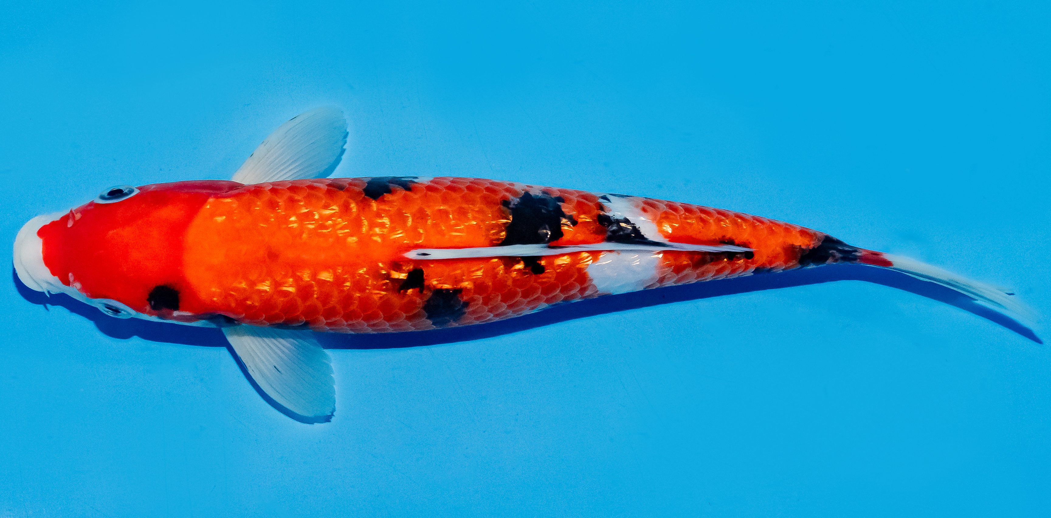 Koi 25-30cm Nr. 5329