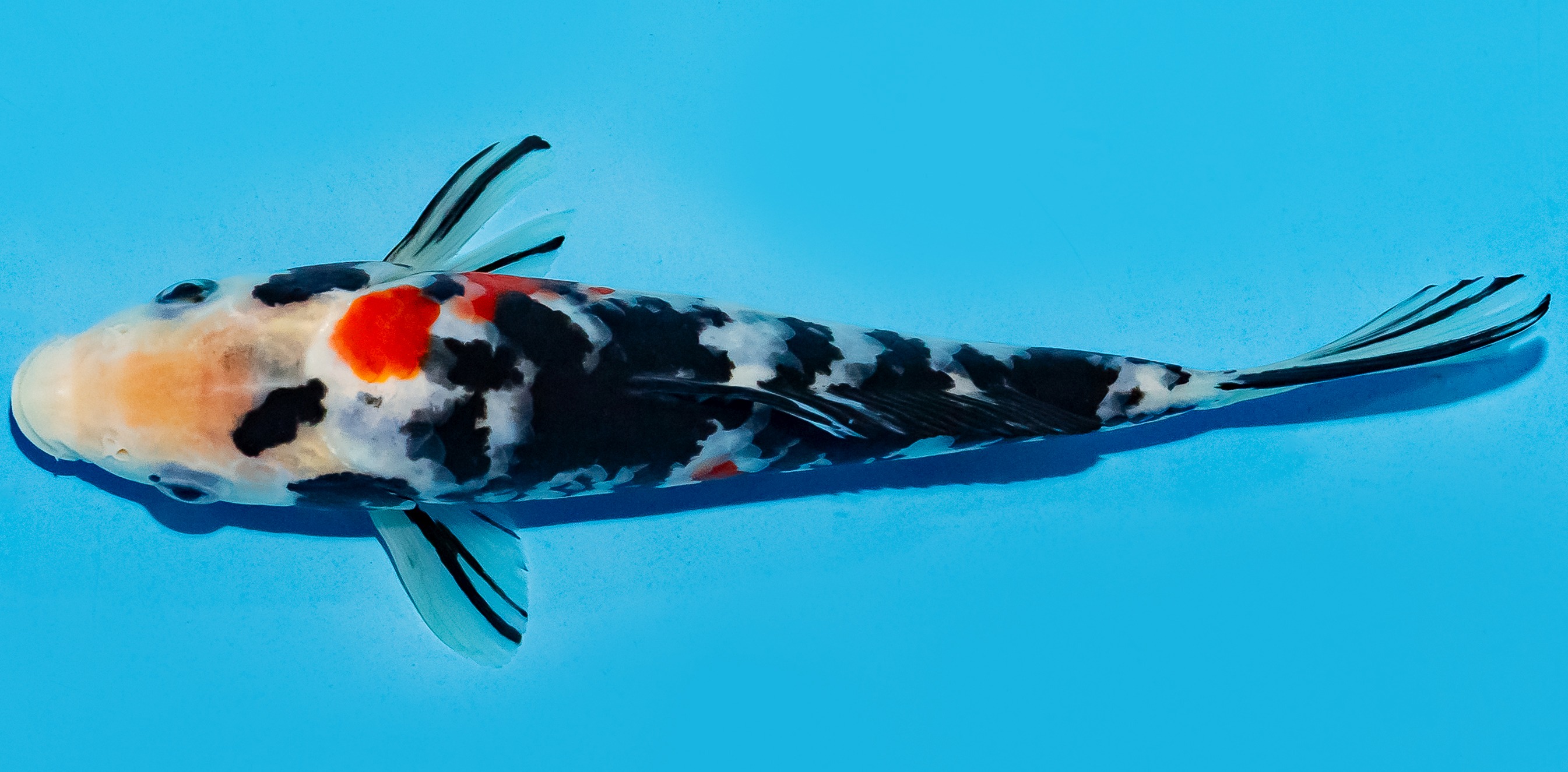 Koi 20-25cm Nr. 8603