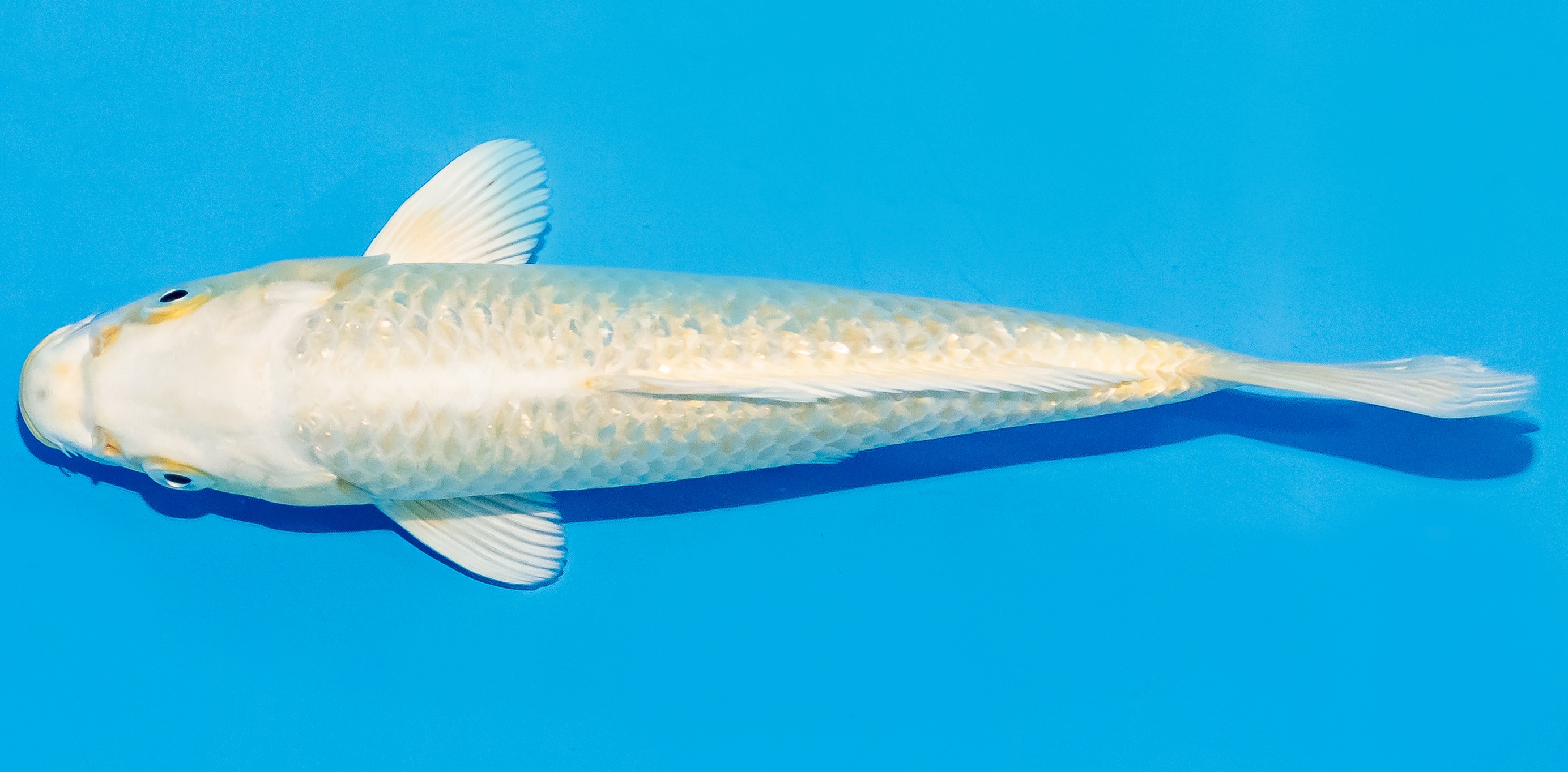 Koi 20-25cm Nr. 6054