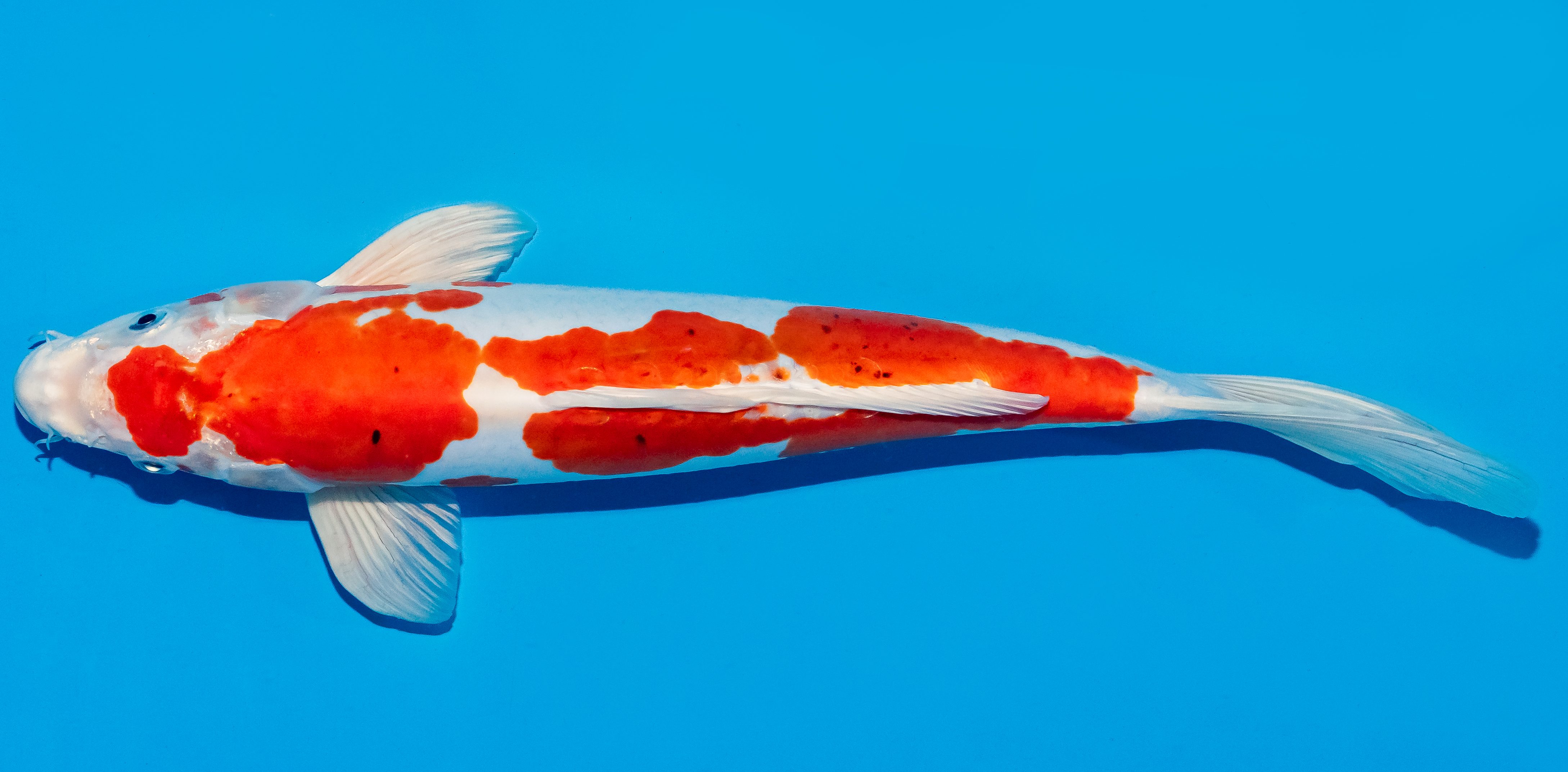 Koi 30-35cm Nr. 5146