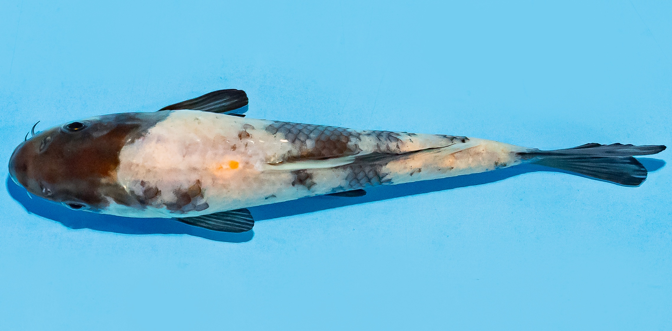 Koi 14-17cm Nr. 7006