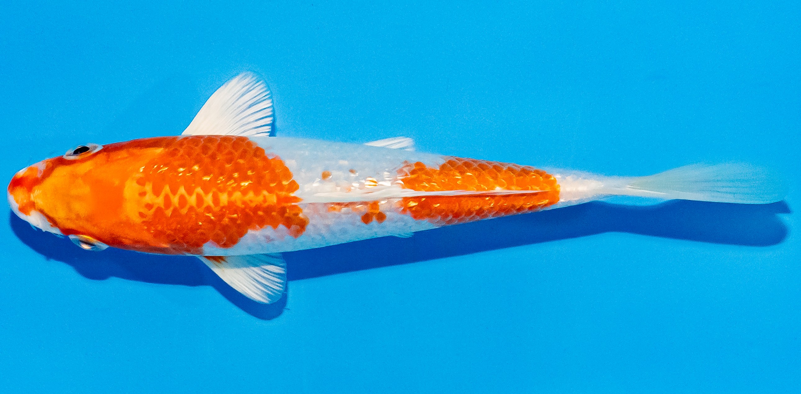 Koi 14-17cm Nr. 3087