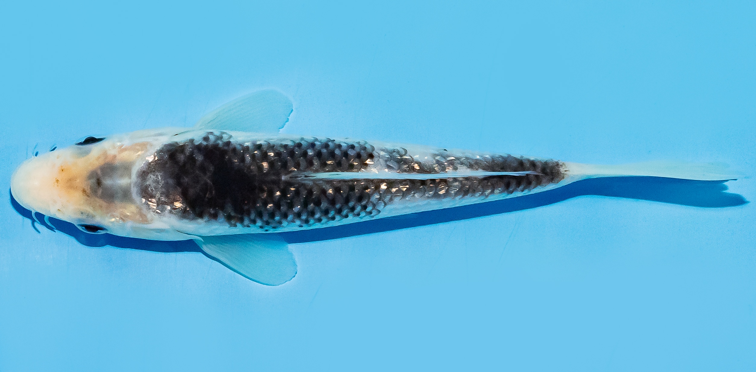 Koi 17-20cm Nr. 7713