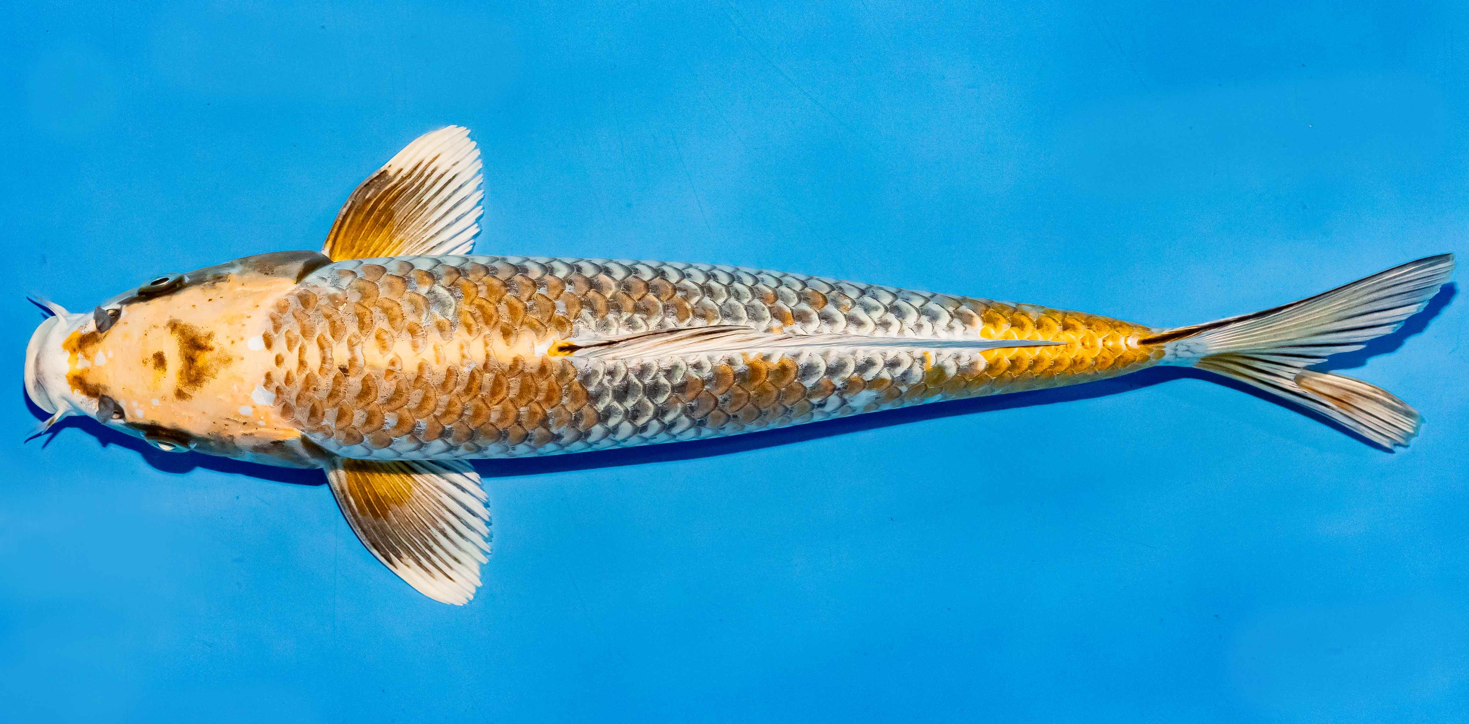 Koi 35-40cm Nr. 5067