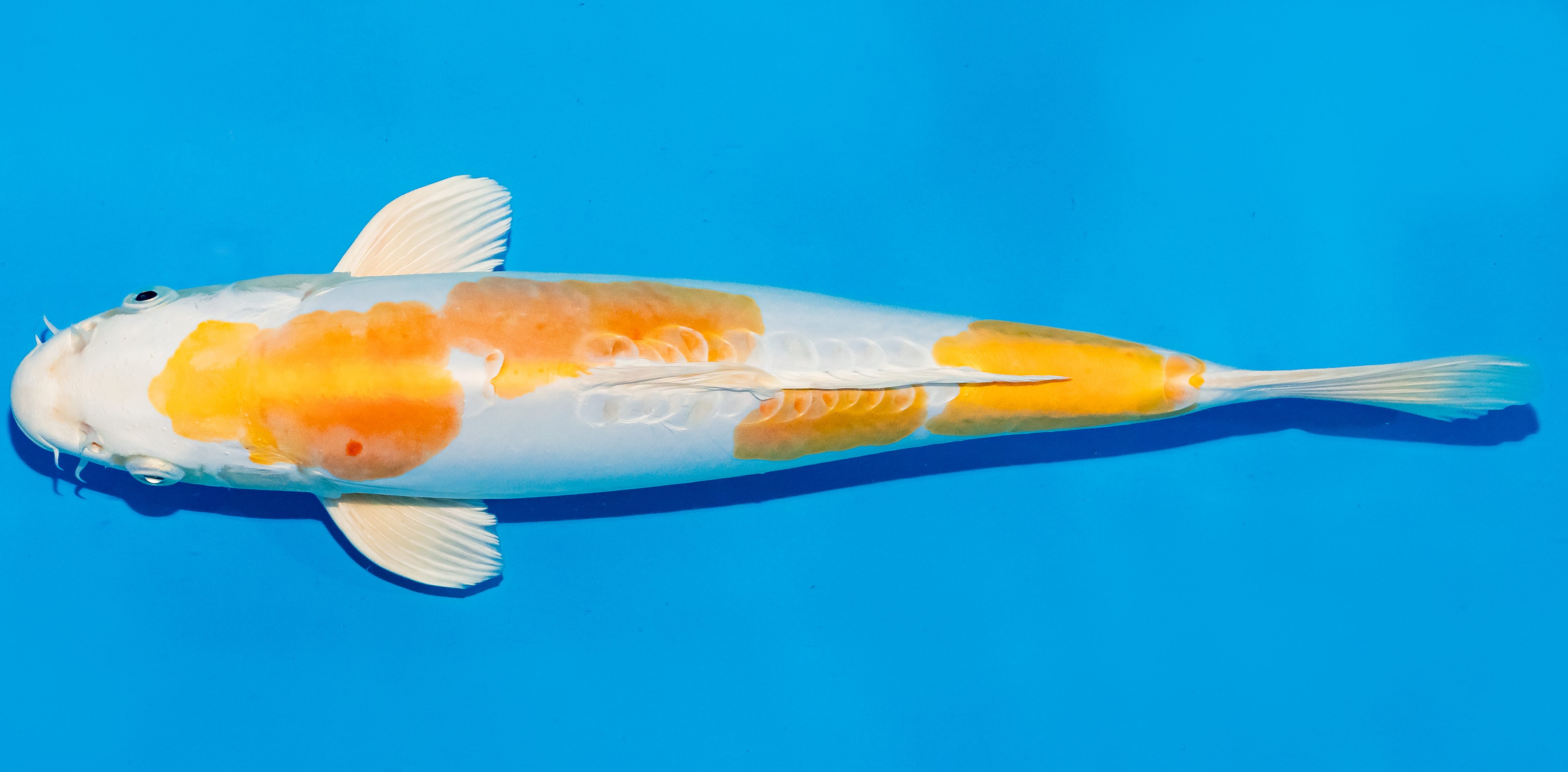 Koi 35-40cm Nr. 5007