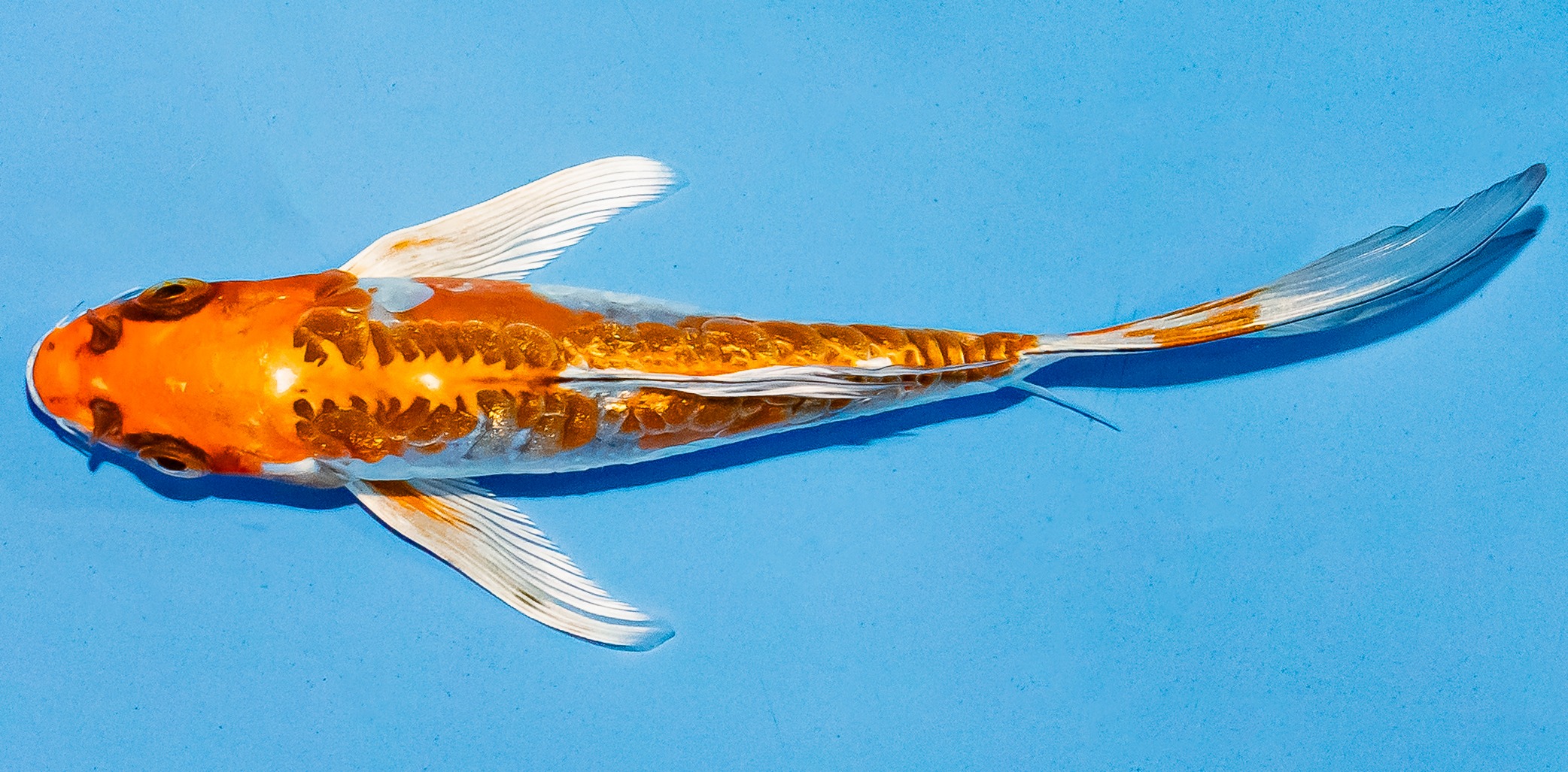 Butterfly Koi 14-17cm Nr. 5762