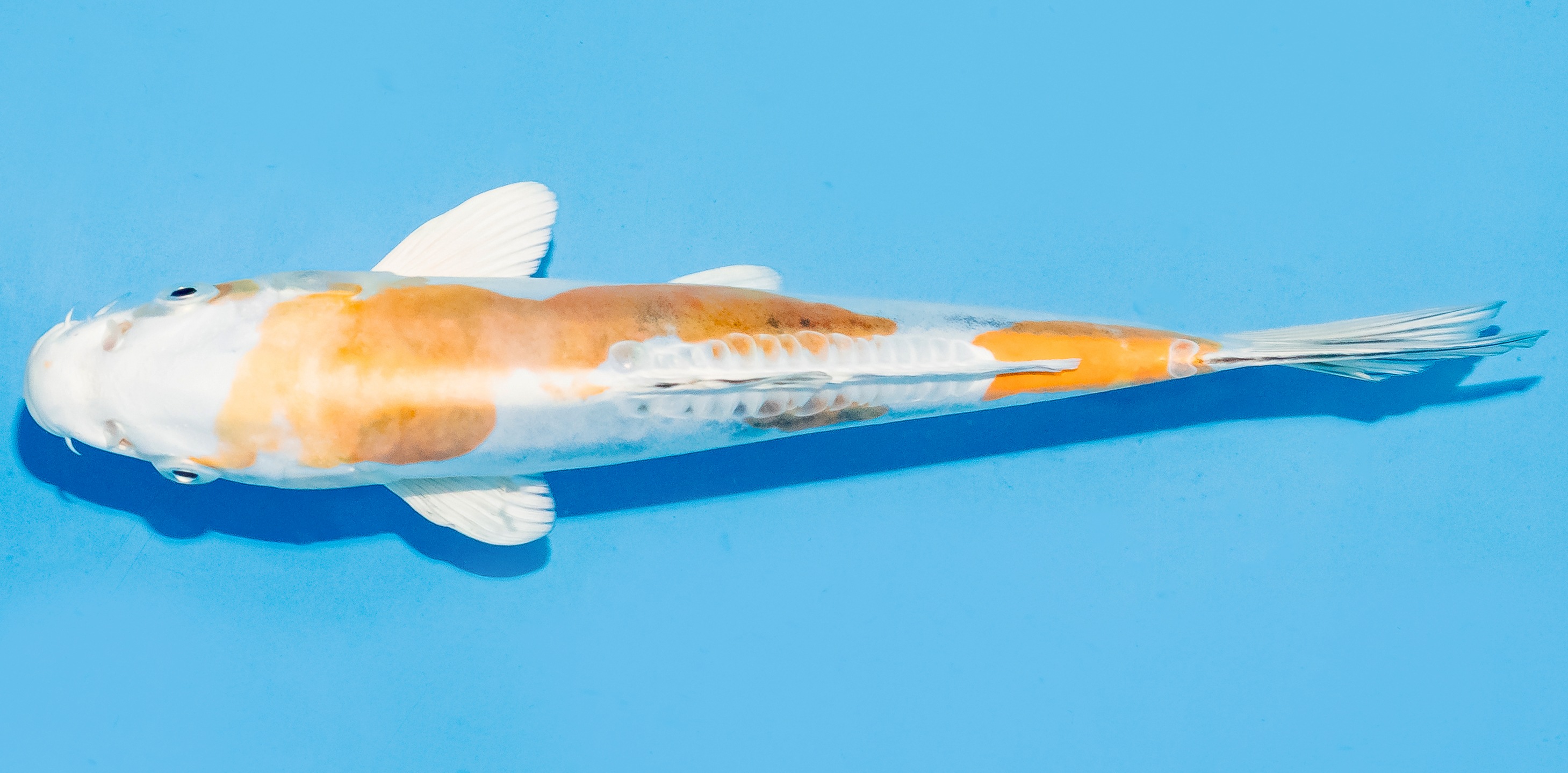 Koi 20-25cm Nr. 6011