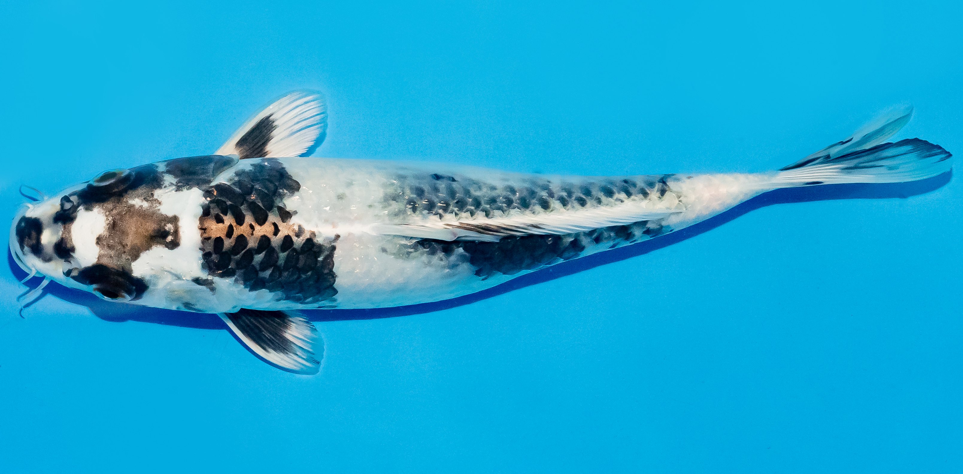 Koi 25-30cm Nr. 7929