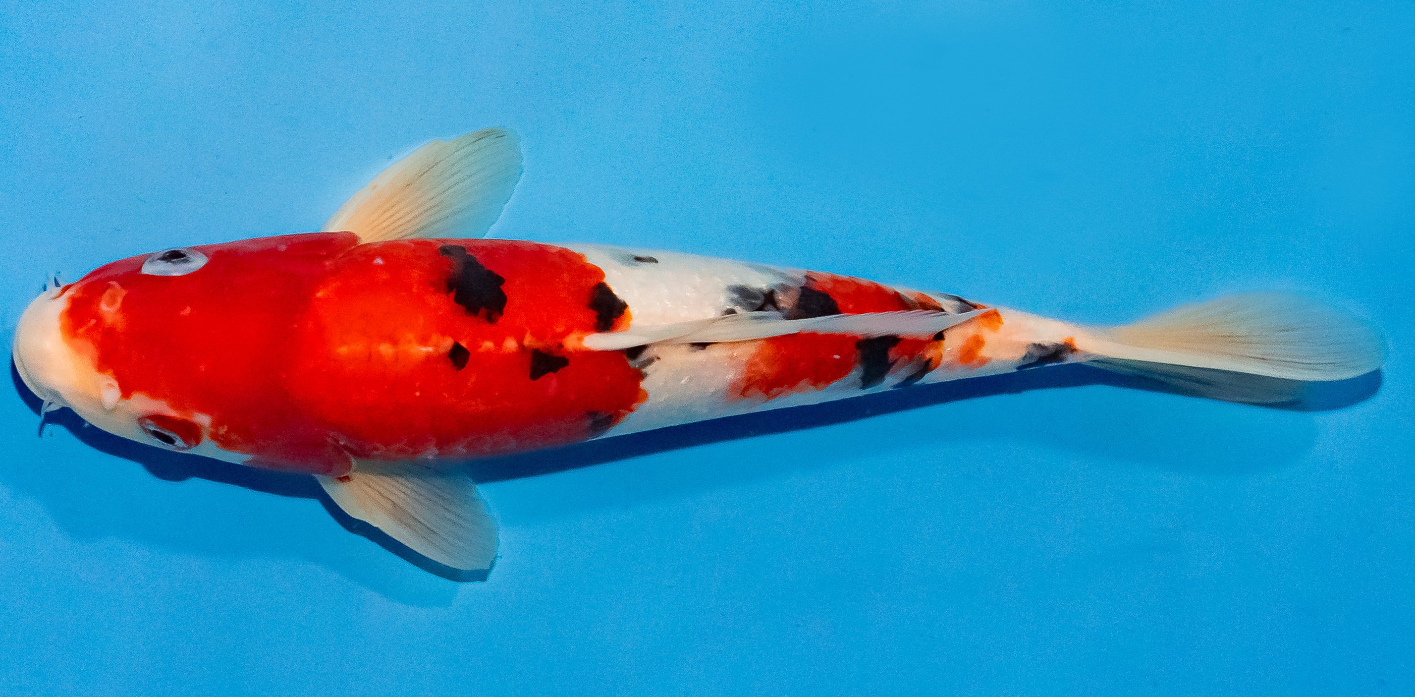 Koi 25-30cm Nr. 1679