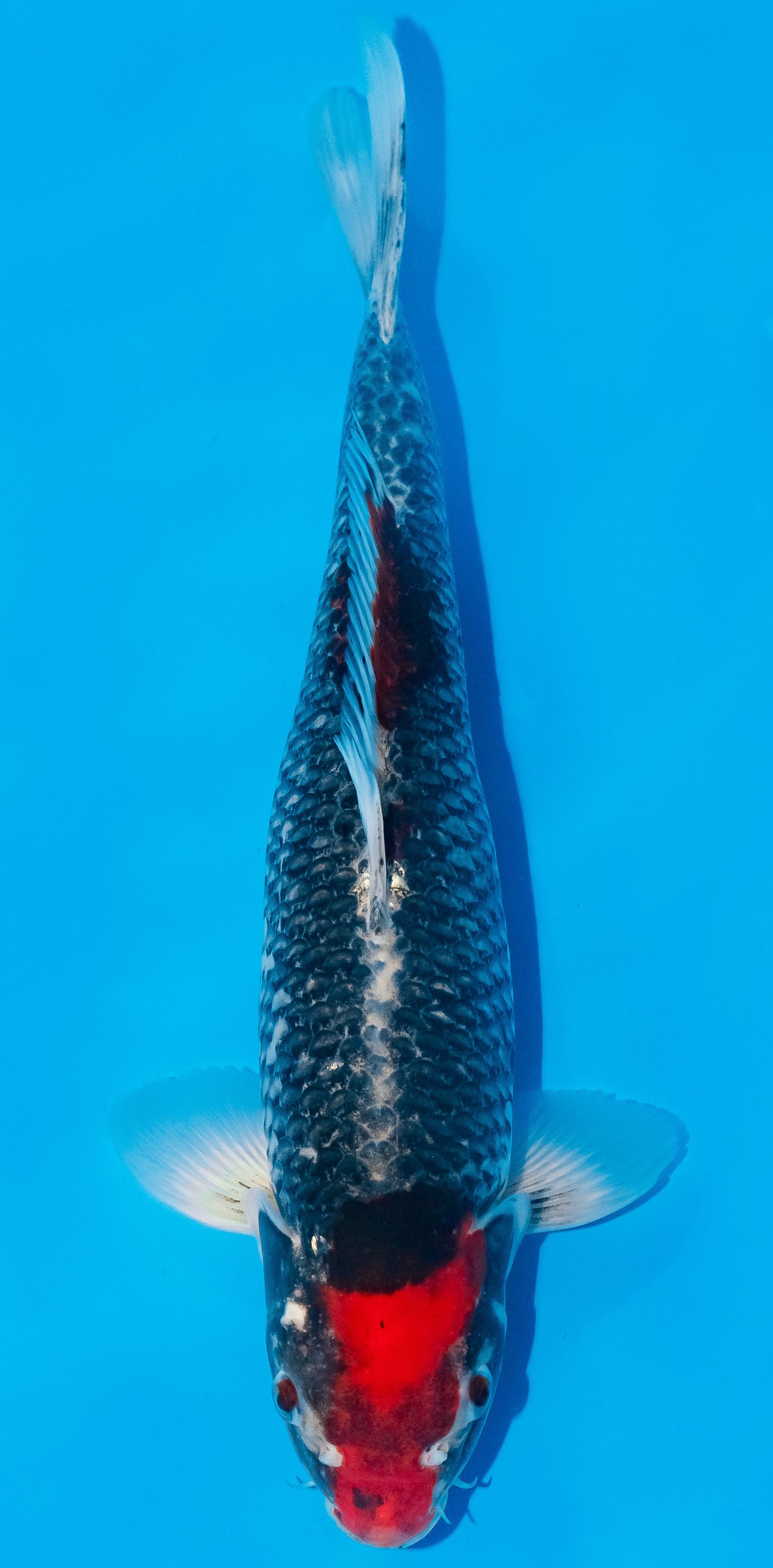 Koi 35-40cm Nr. 1125