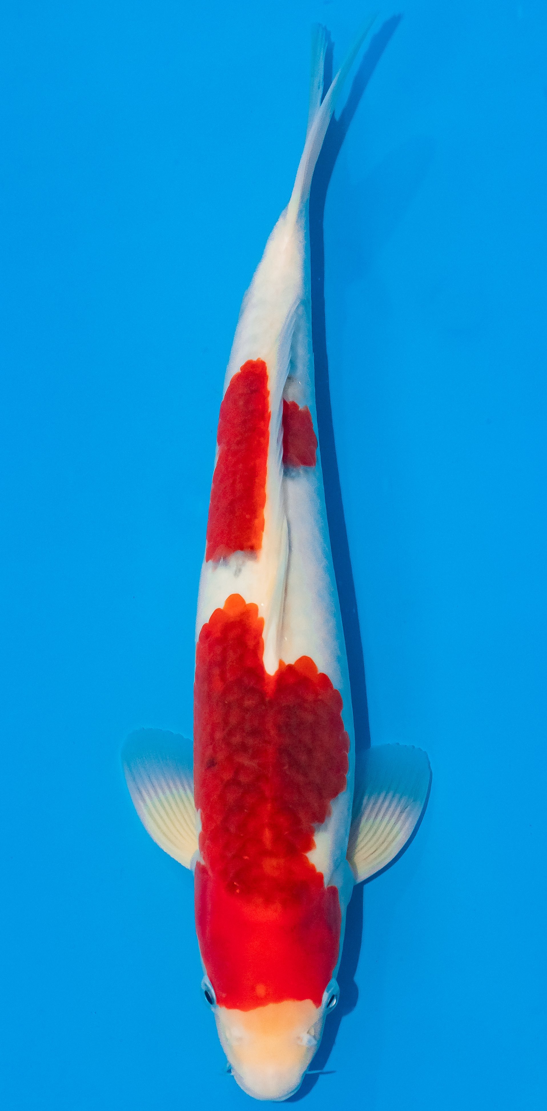 Koi 35-40cm Nr. 5099