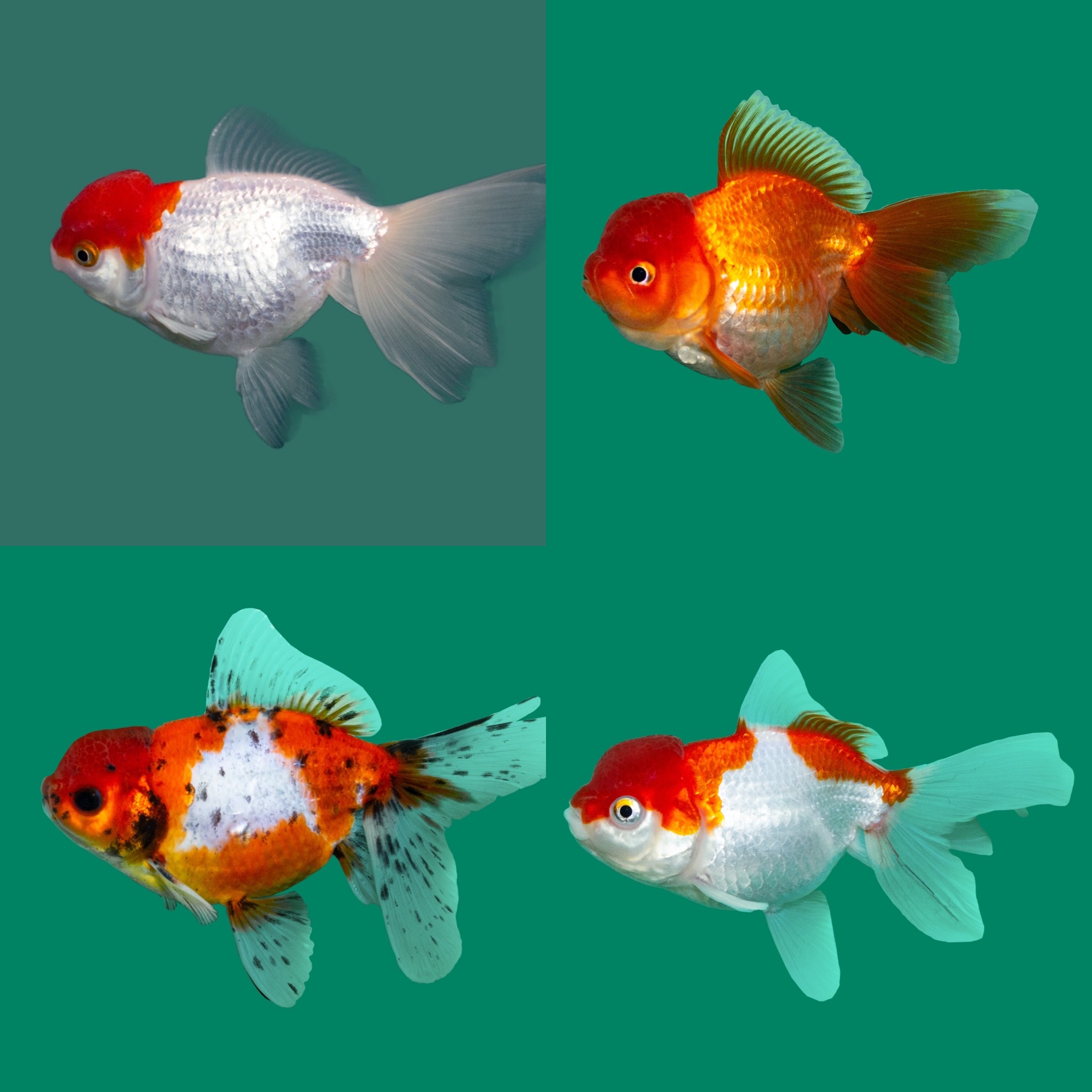 Sluierstaart Oranda