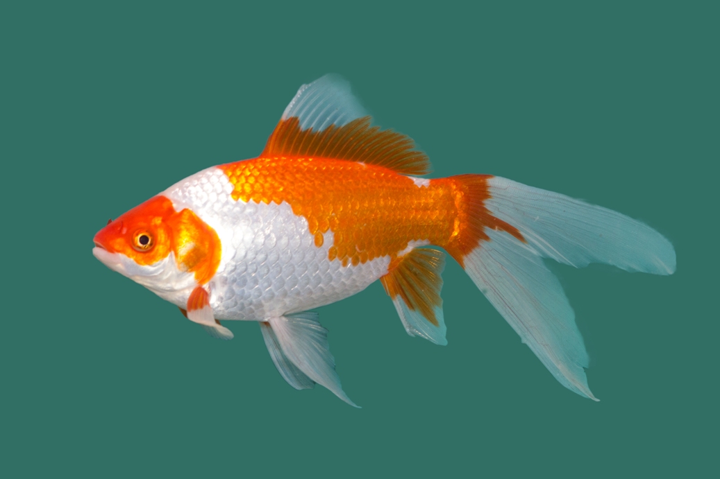 Sarasa Comet (Carassius auratus)