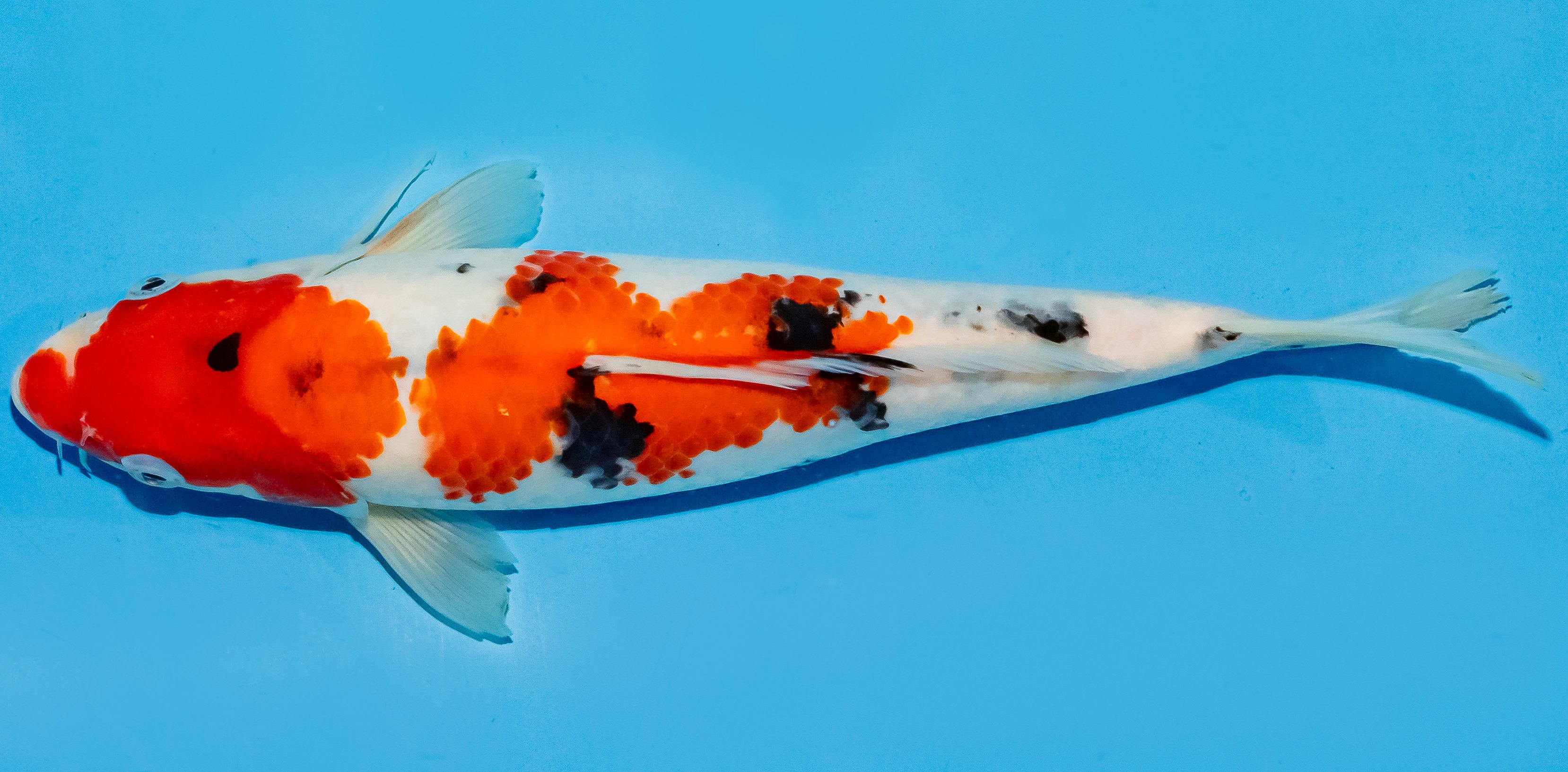 Koi 25-30cm Nr. 5210