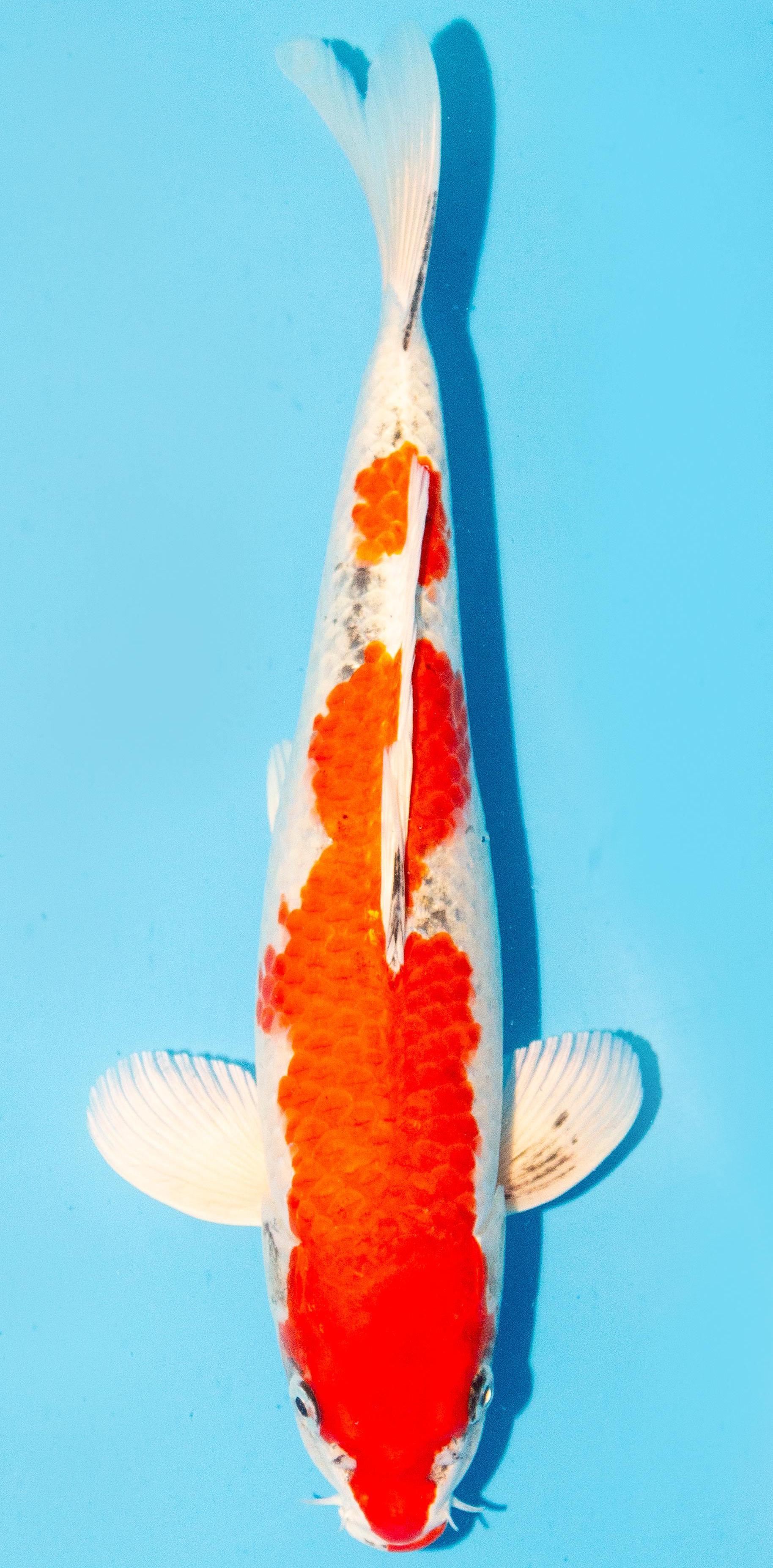 Koi 35-40cm Nr. 1183