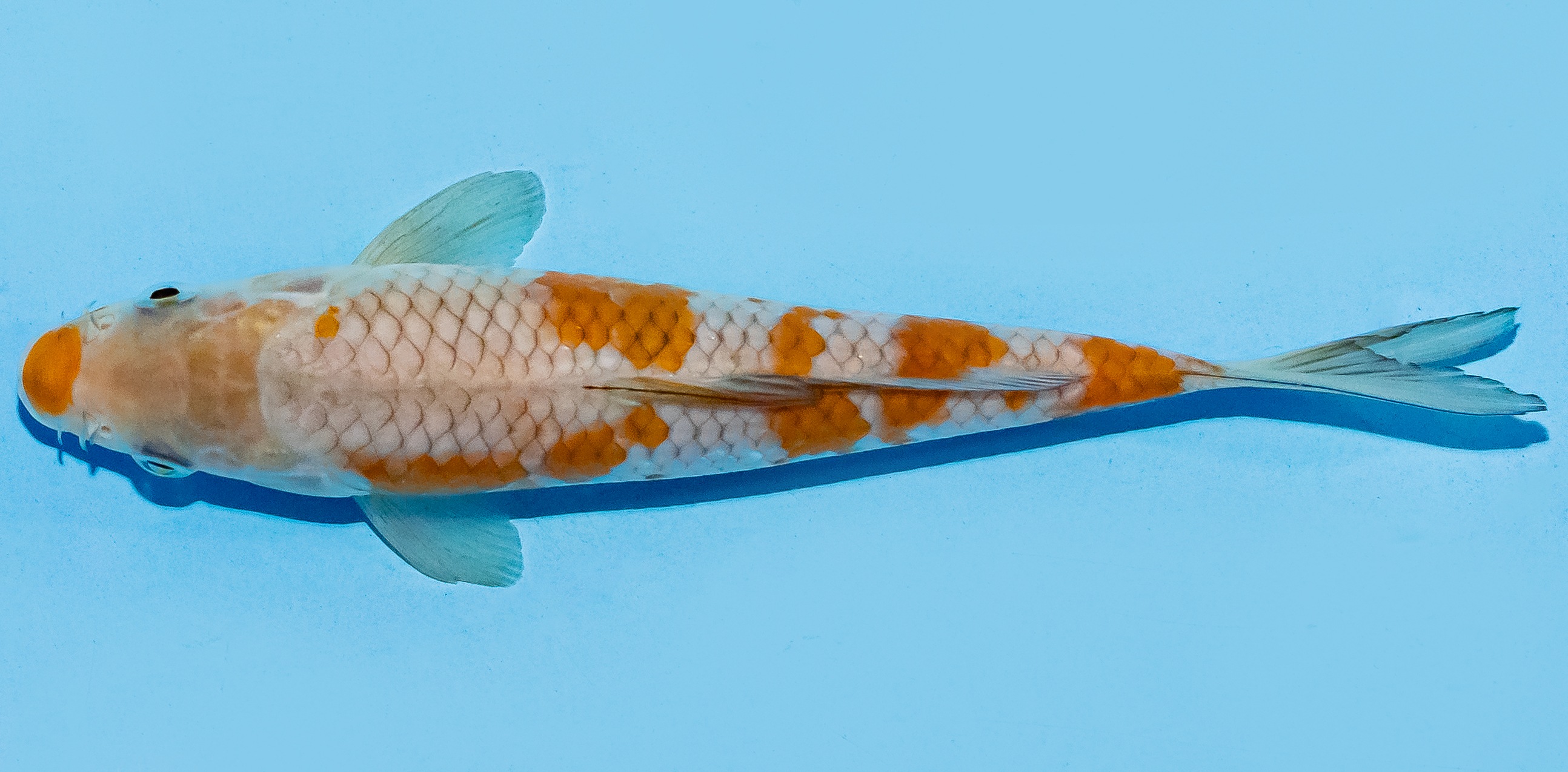 Koi 17-20cm Nr. 8706