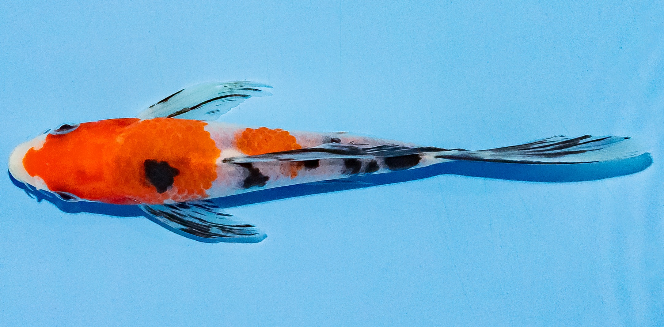 Butterfly Koi 14-17cm Nr. 5738