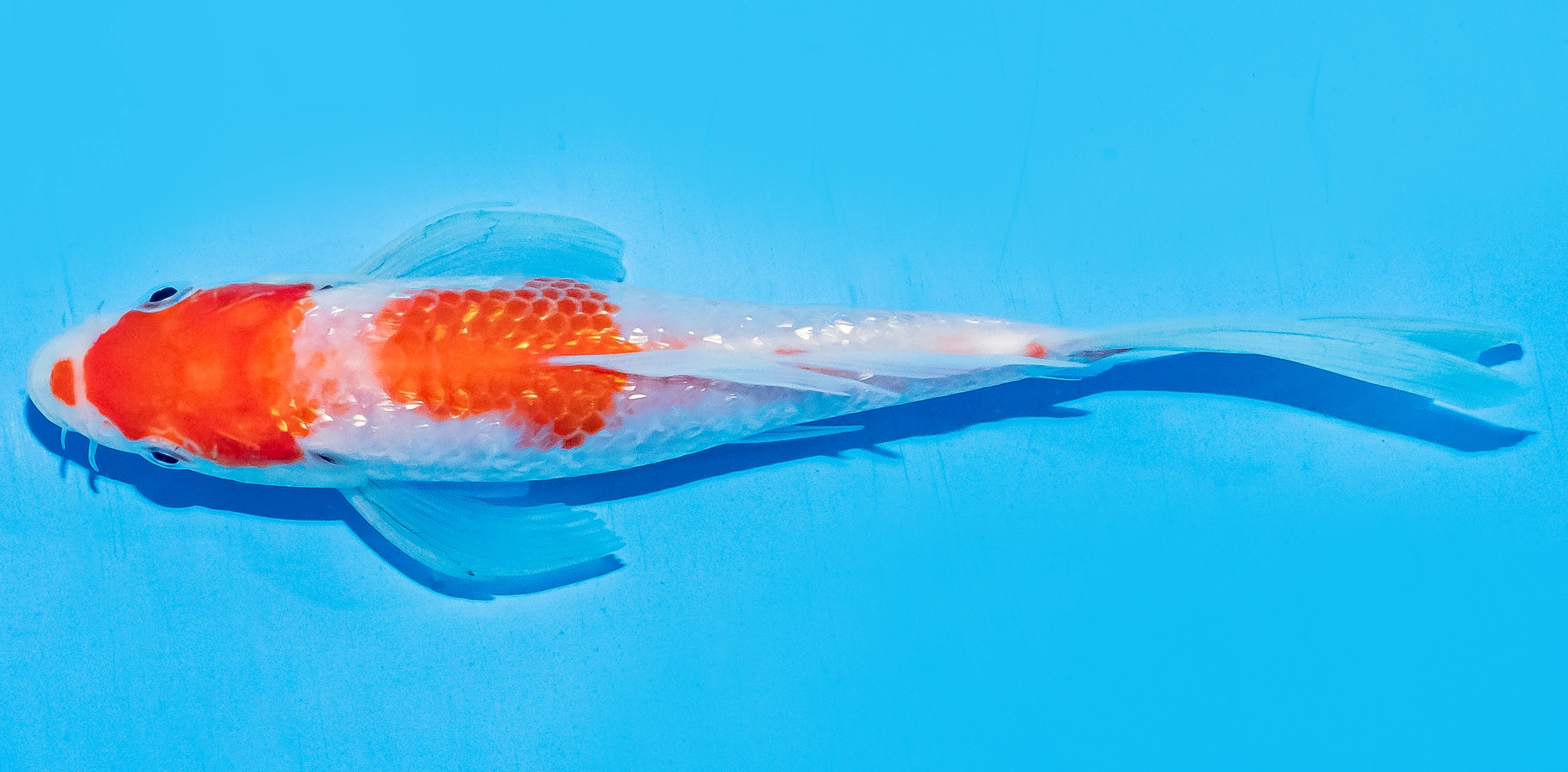 Butterfly Koi 17-20cm Nr. 6919