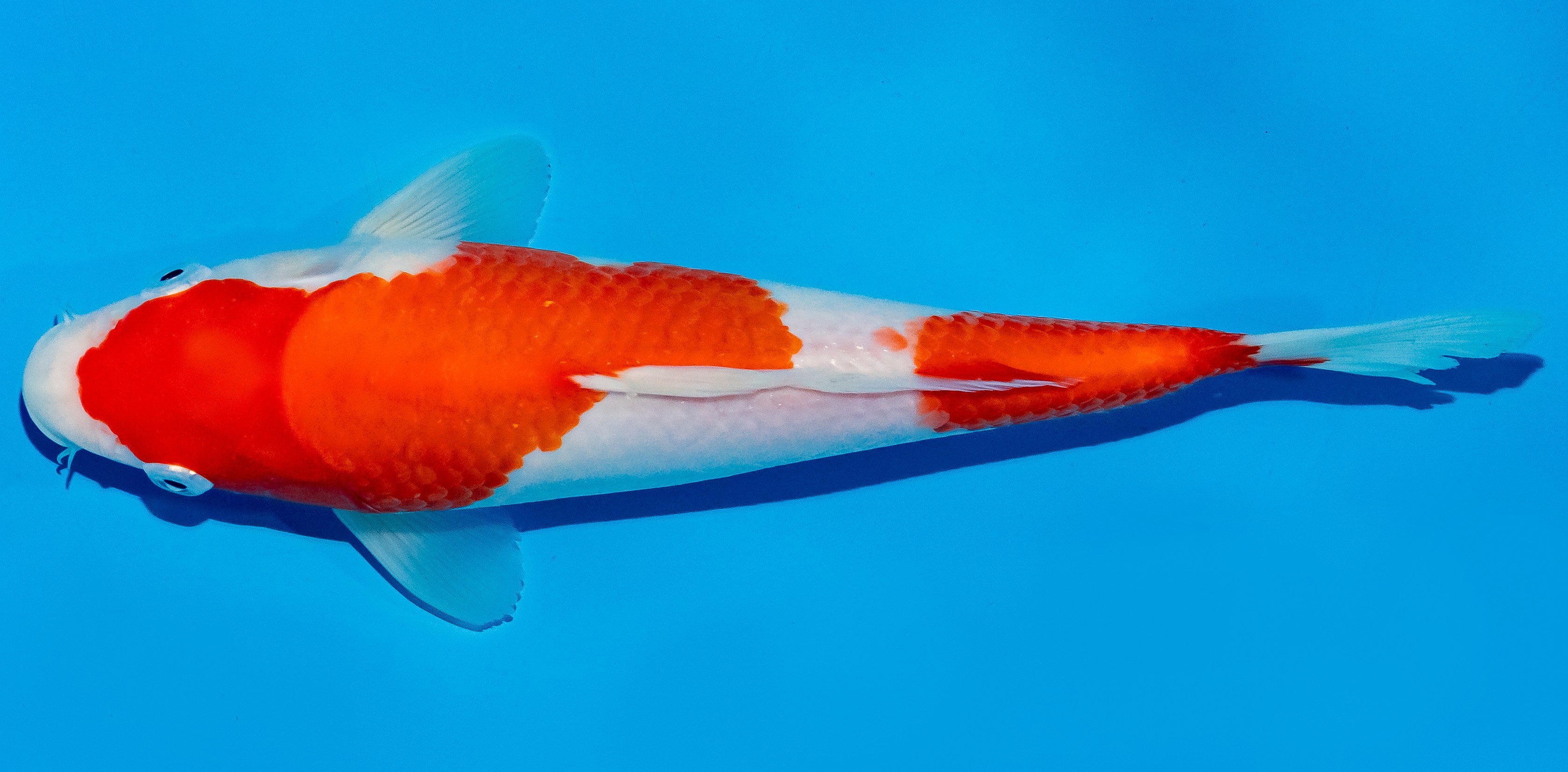 Koi 25-30cm Nr. 5303