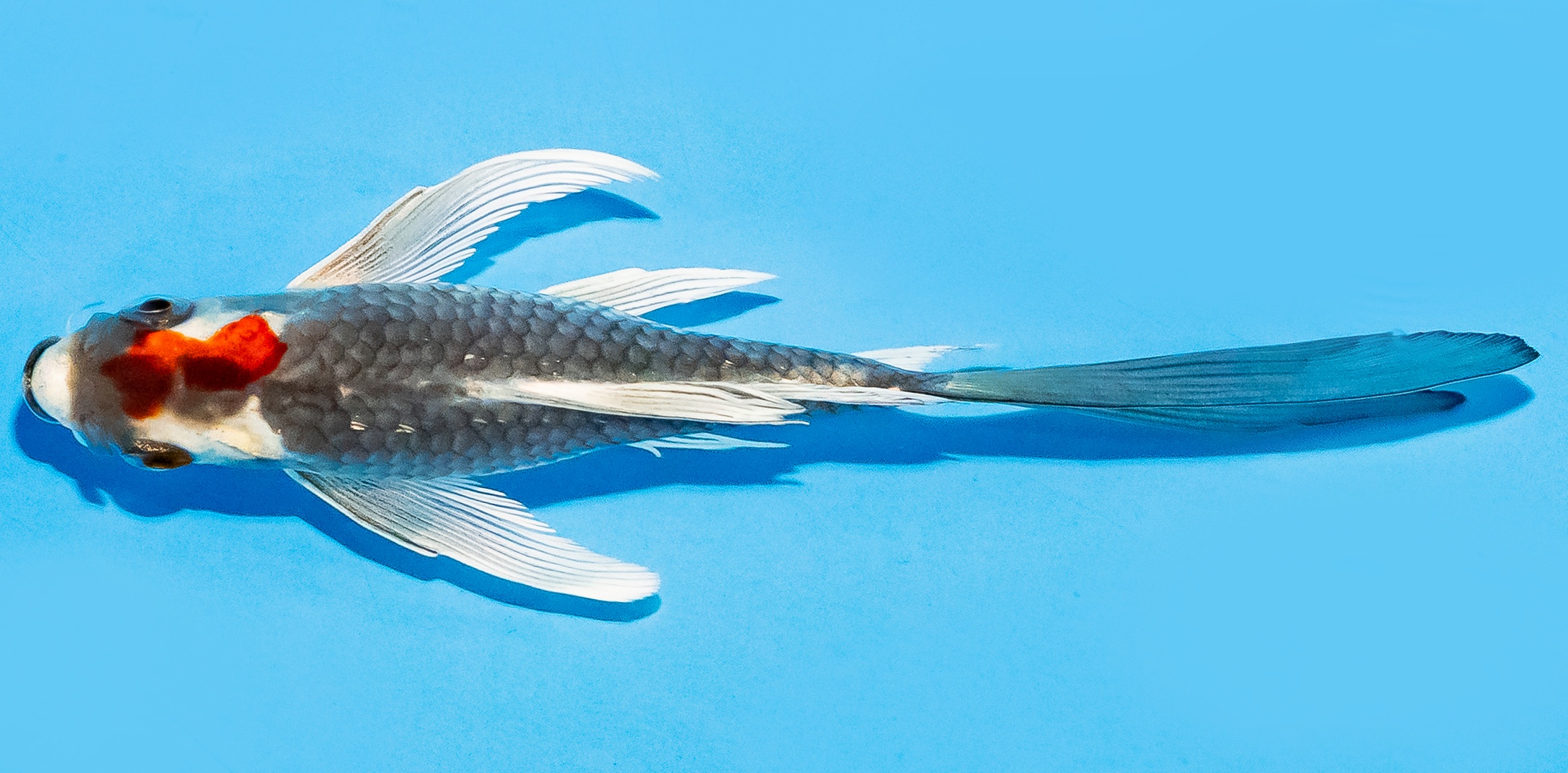 Butterfly Koi 14-17cm Nr. 7411