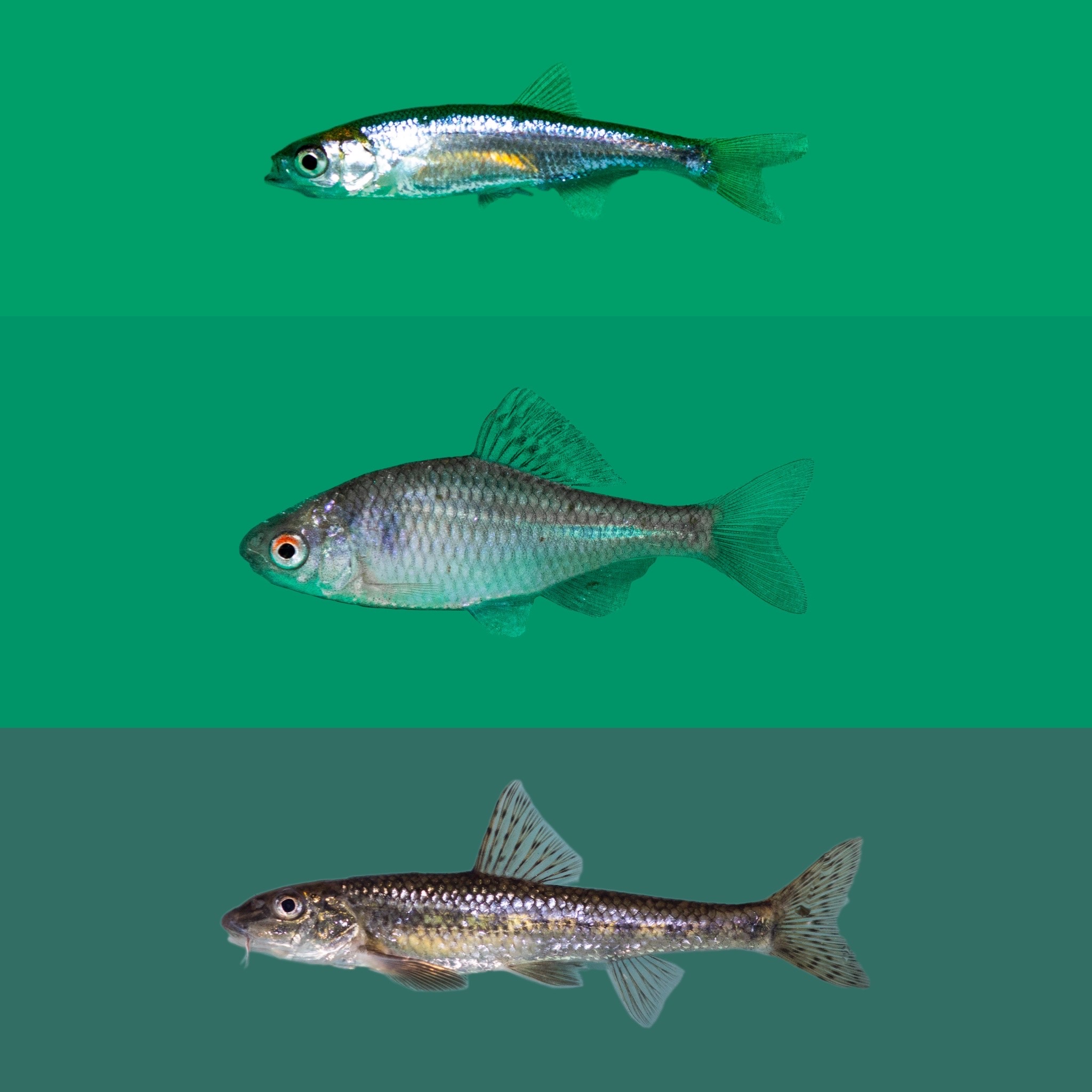 Biologische Vismix 