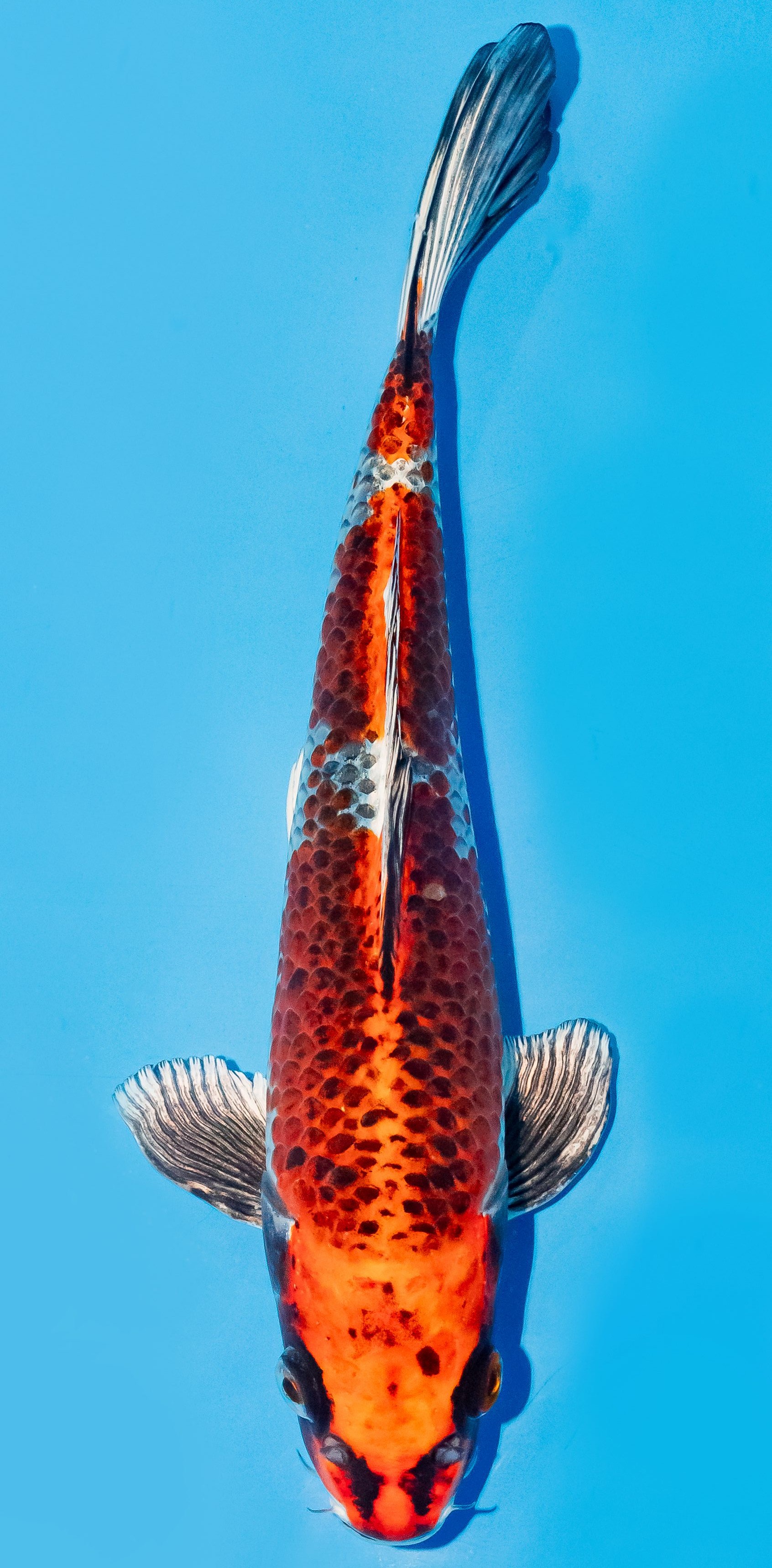 Koi 25-30cm Nr. 6204