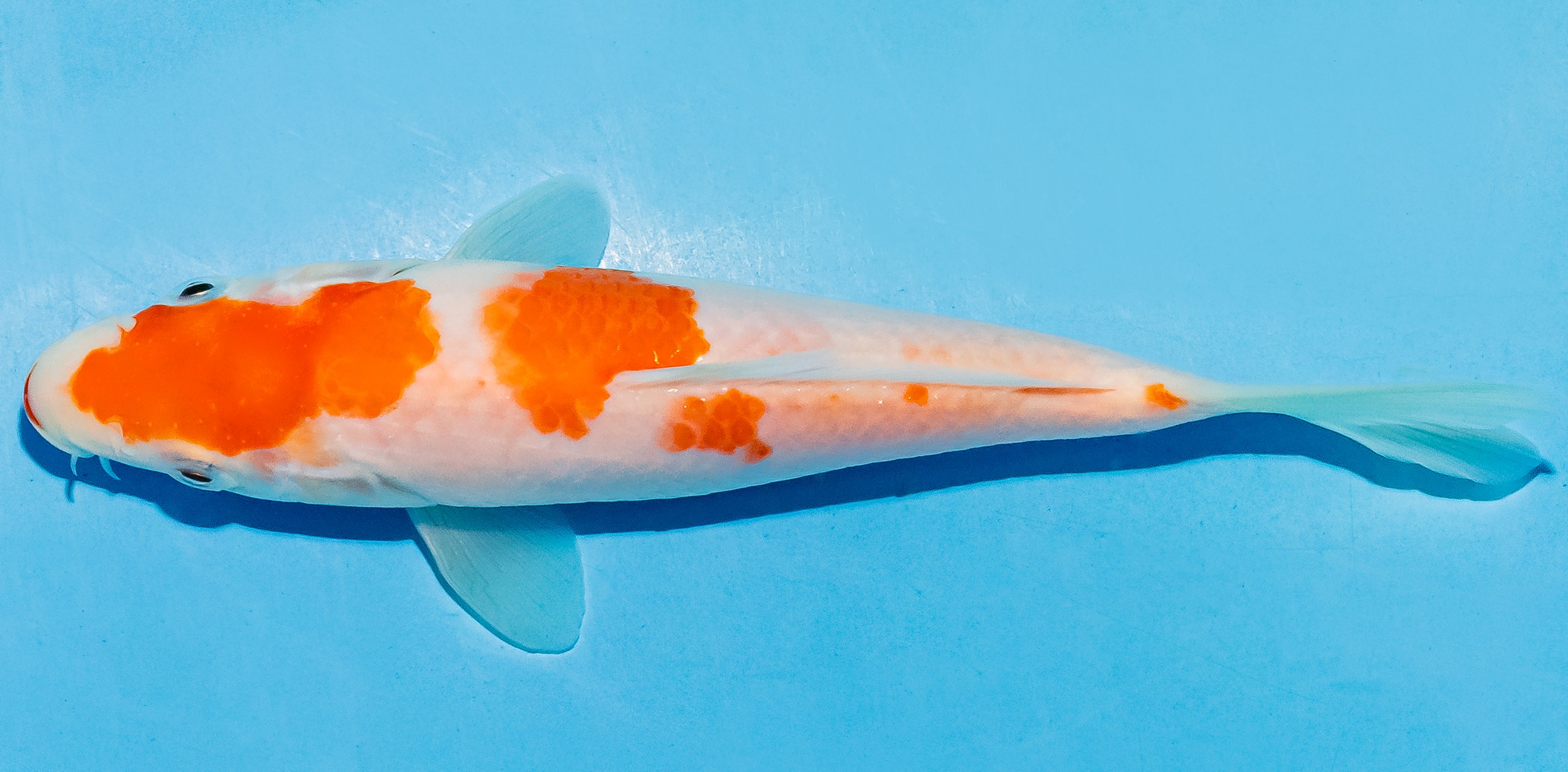 Koi 14-17cm Nr. 4776