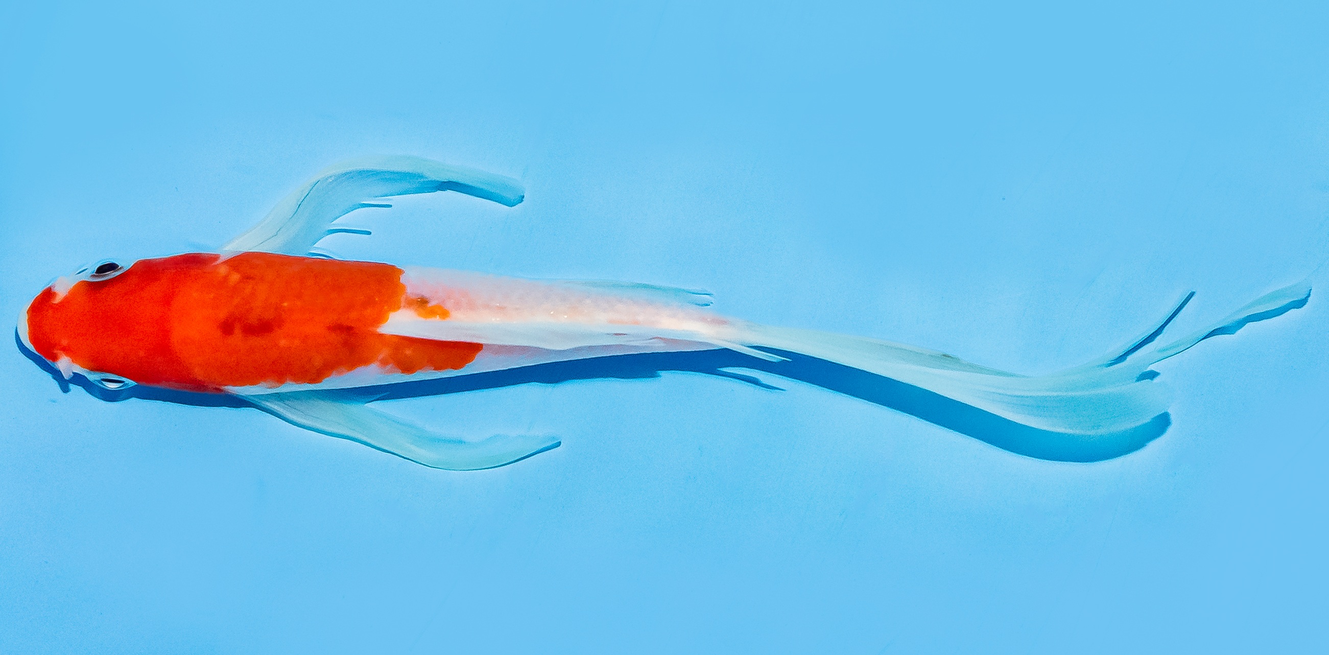 Butterfly Koi 14-17cm Nr. 8229