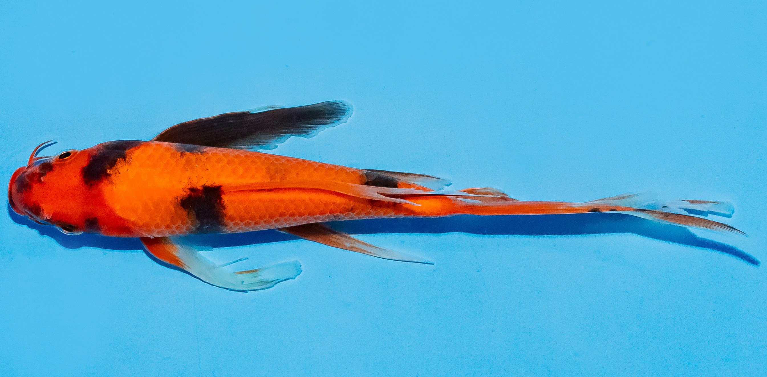 Butterfly Koi 20-25cm Nr. 5433