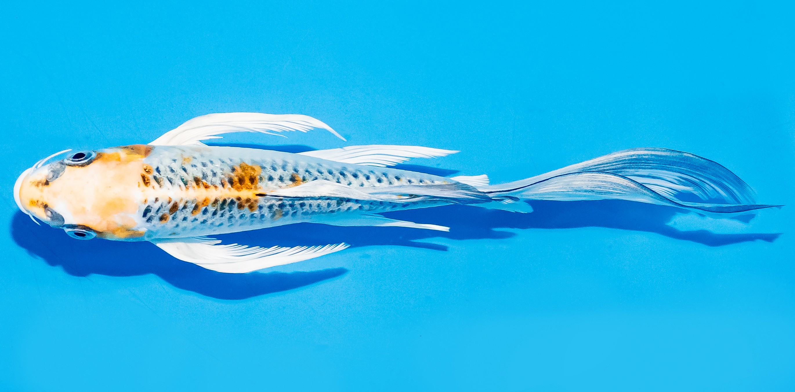 Butterfly Koi 17-20cm Nr. 5931