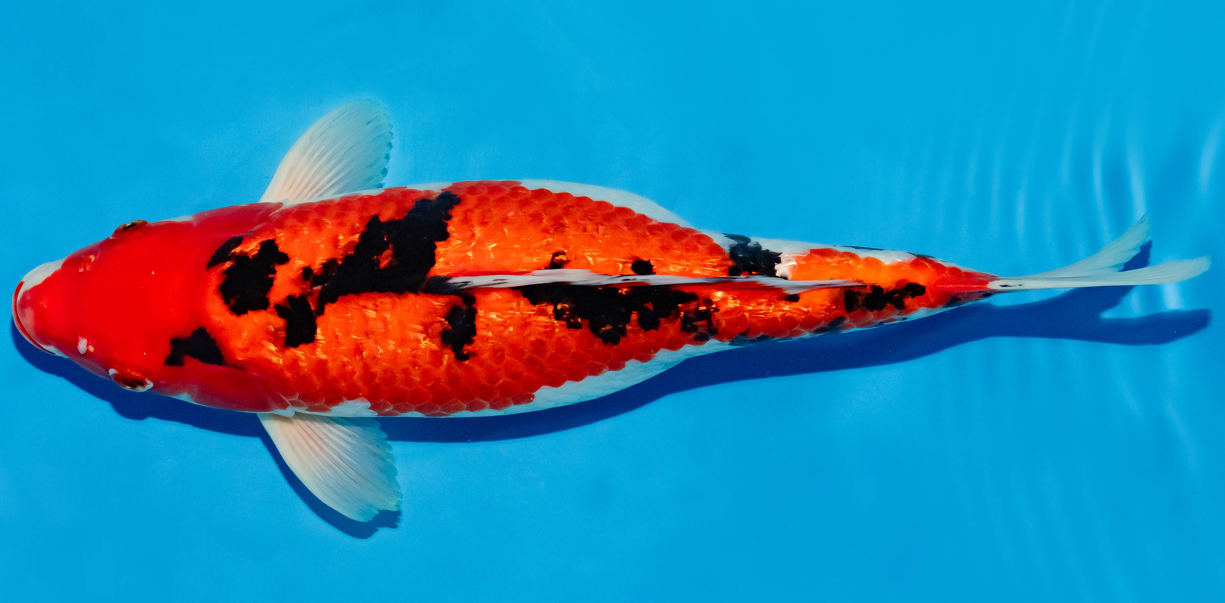 Koi 40-45cm Nr. 4937