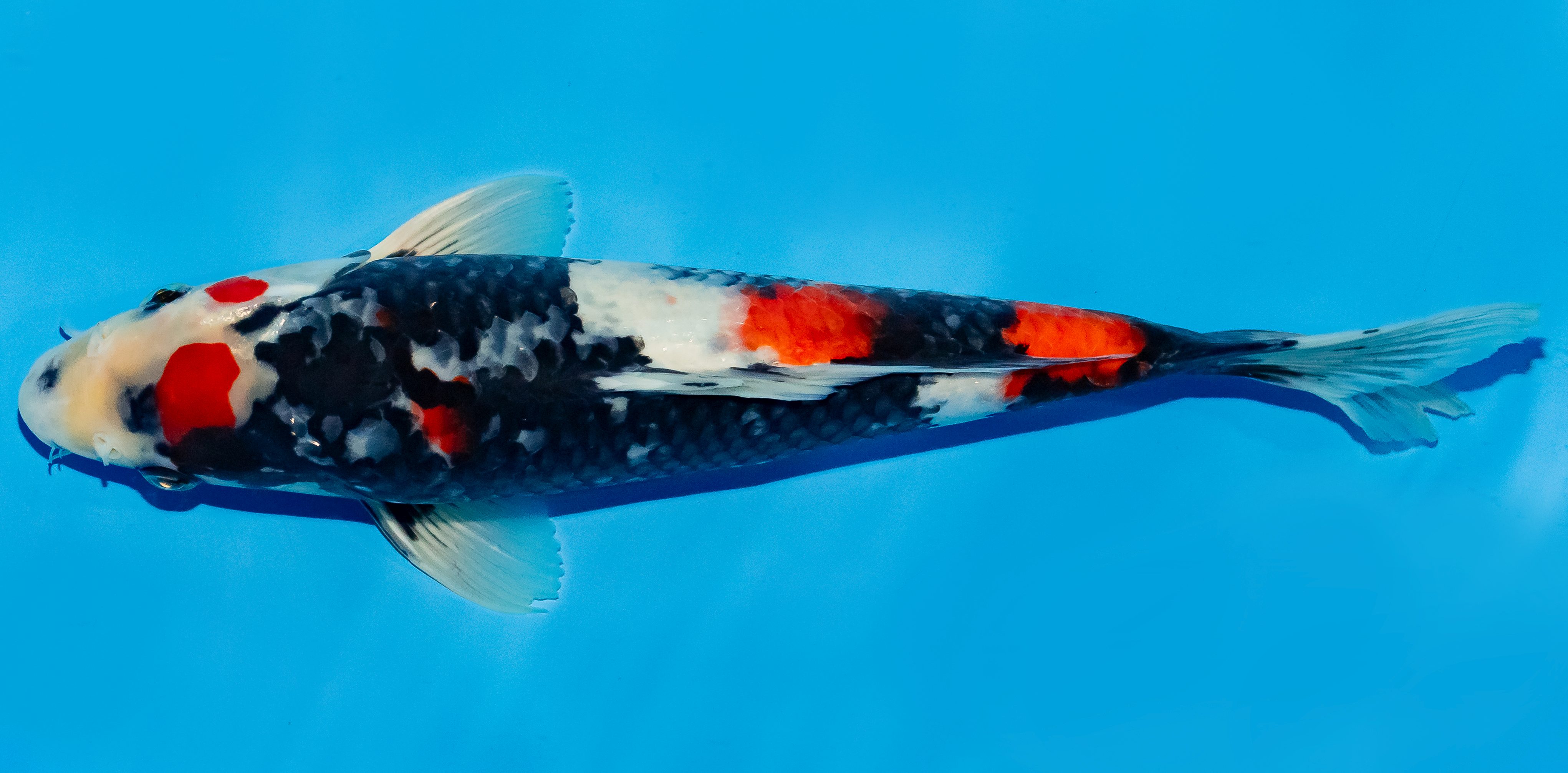 Koi 30-35cm Nr. 6308