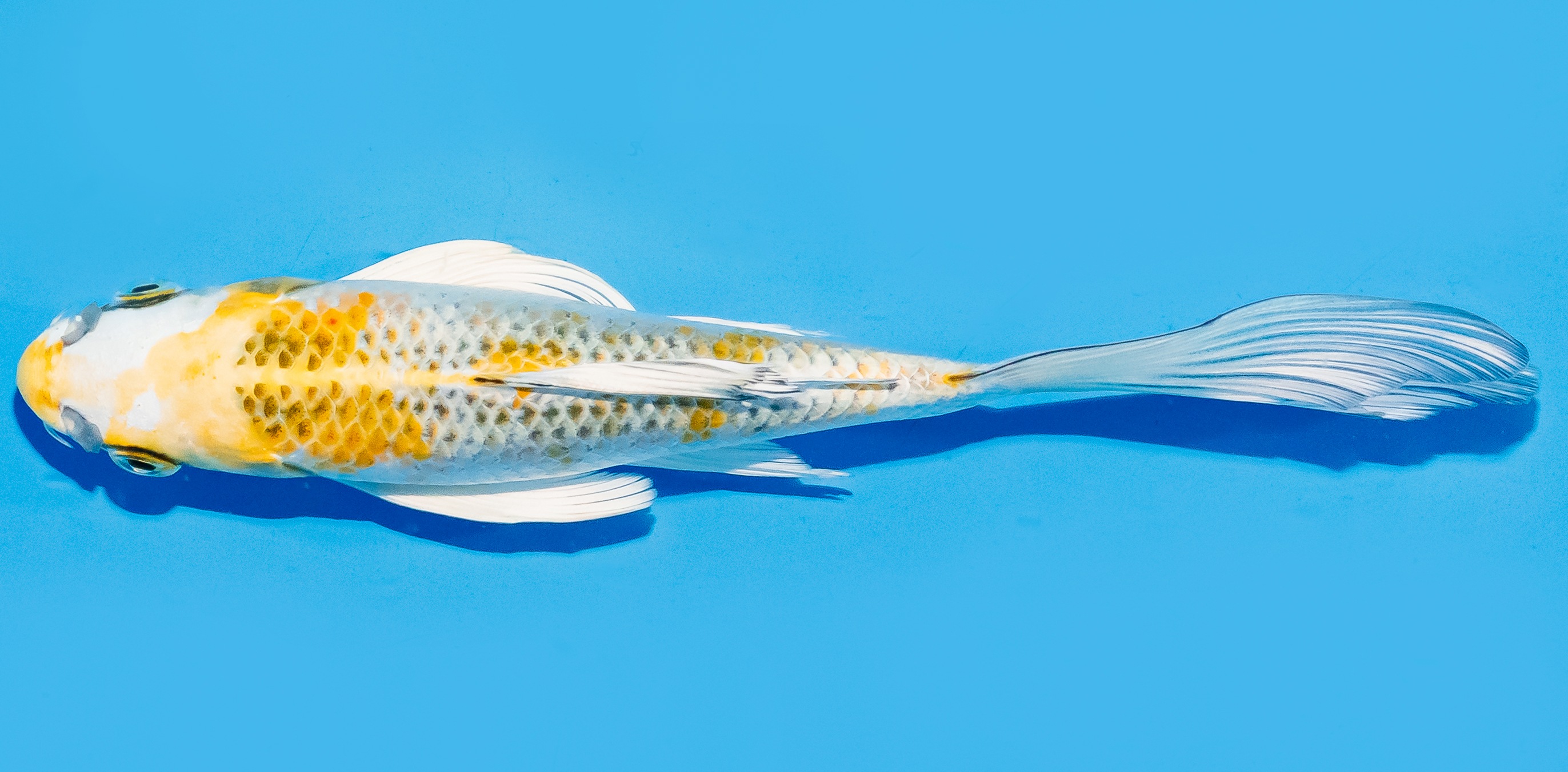 Butterfly Koi 17-20cm Nr. 6925