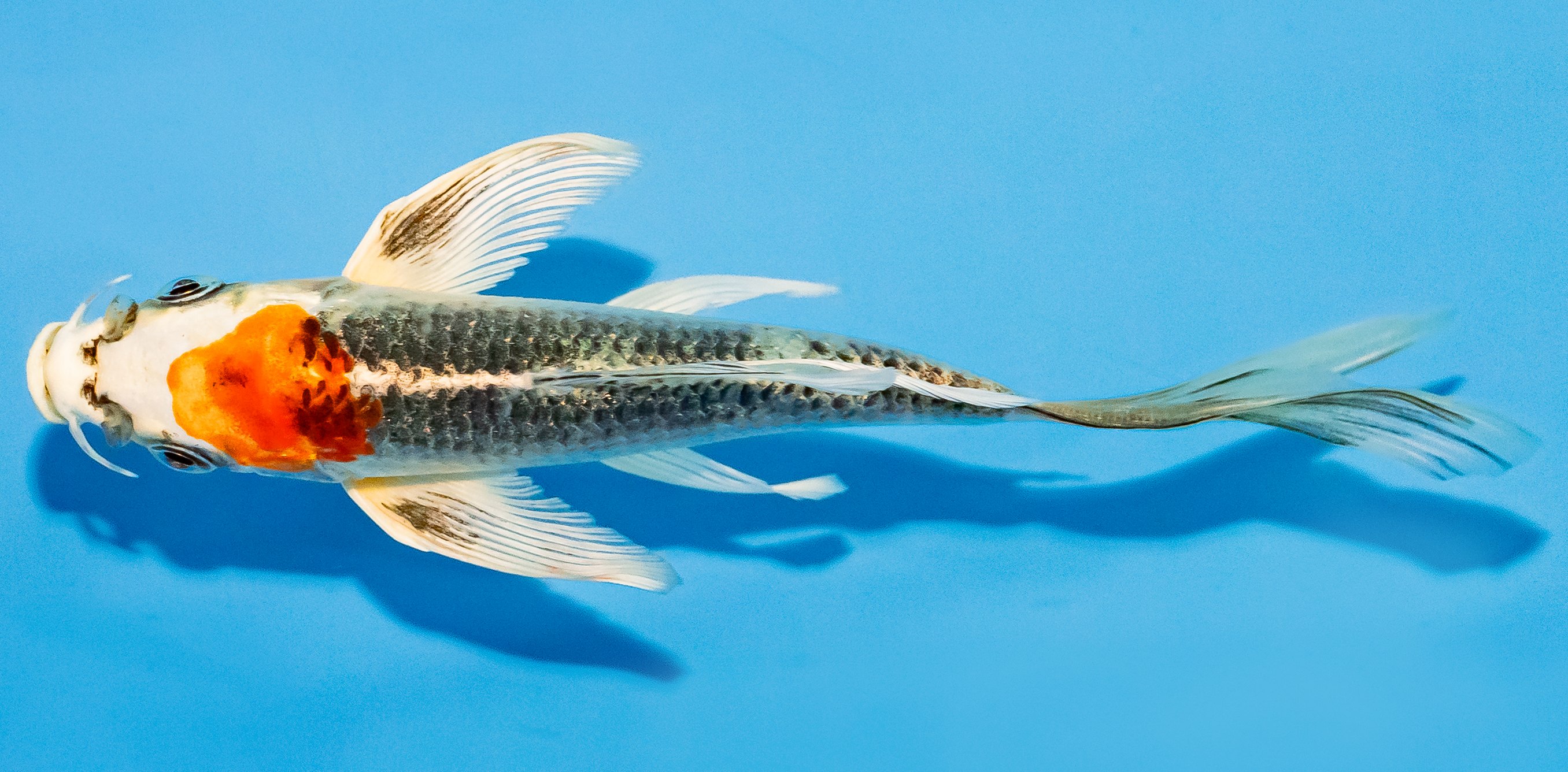Butterfly Koi 14-17cm Nr. 3715