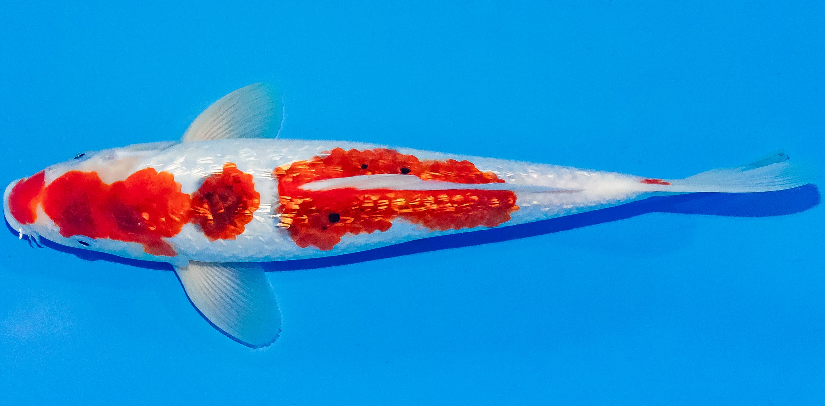 Koi 30-35cm Nr. 3714