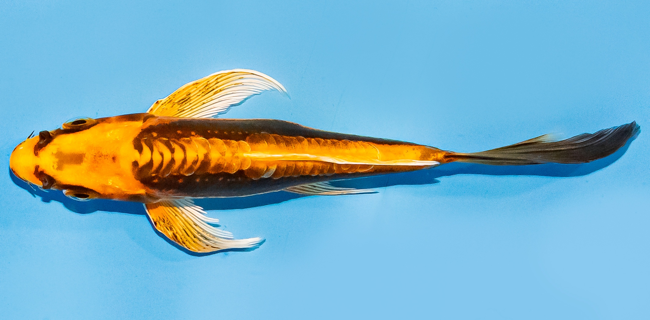 Butterfly Koi 14-17cm Nr. 7406