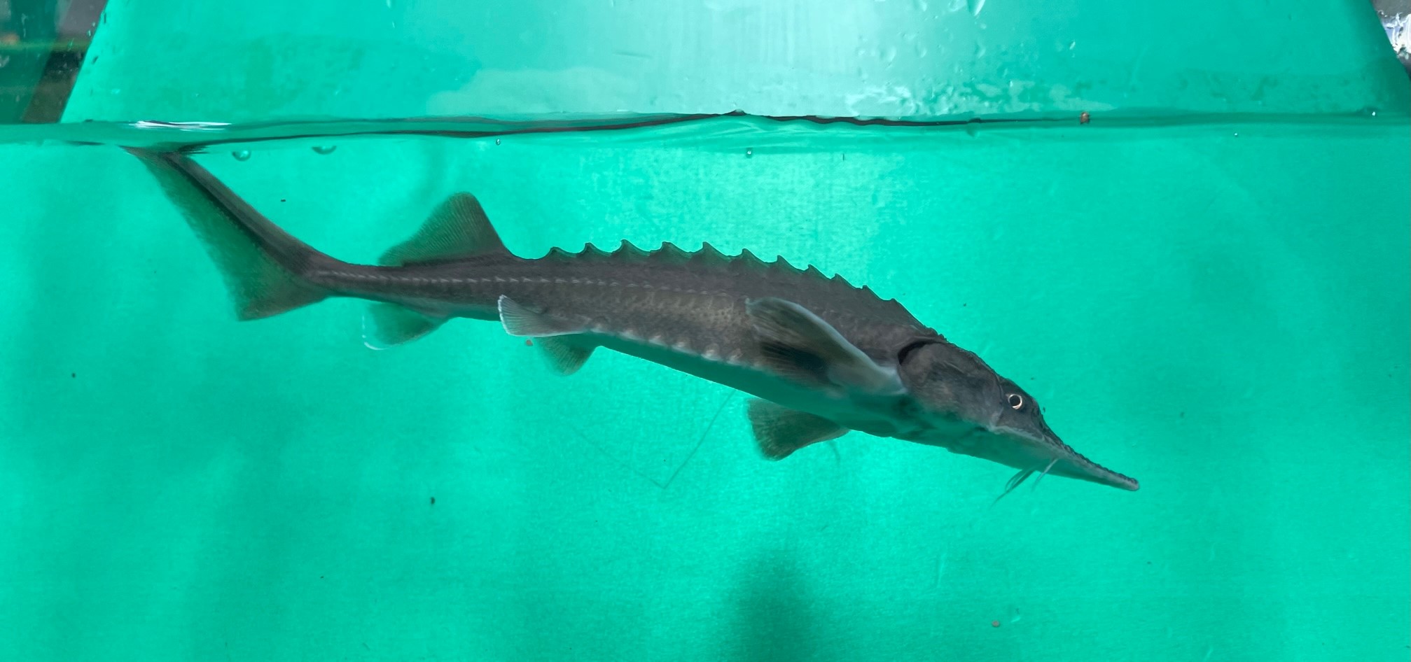 Gladbuiksteur (Acipenser baerii)