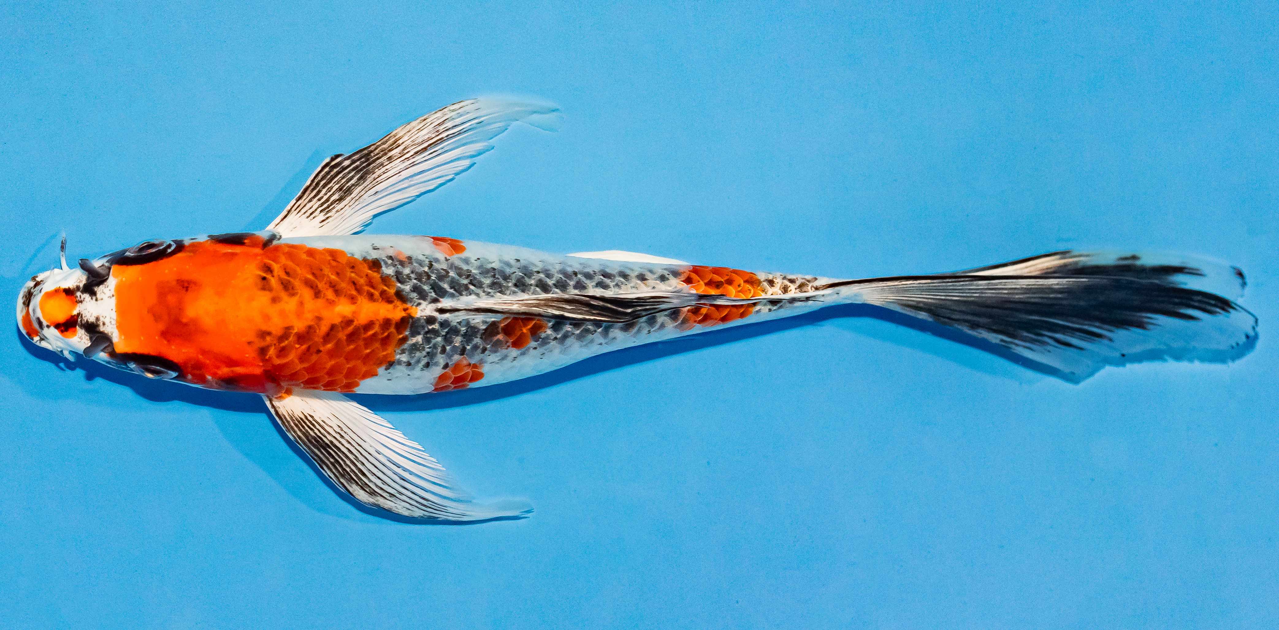 Butterfly Koi 25-30cm Nr. 2414