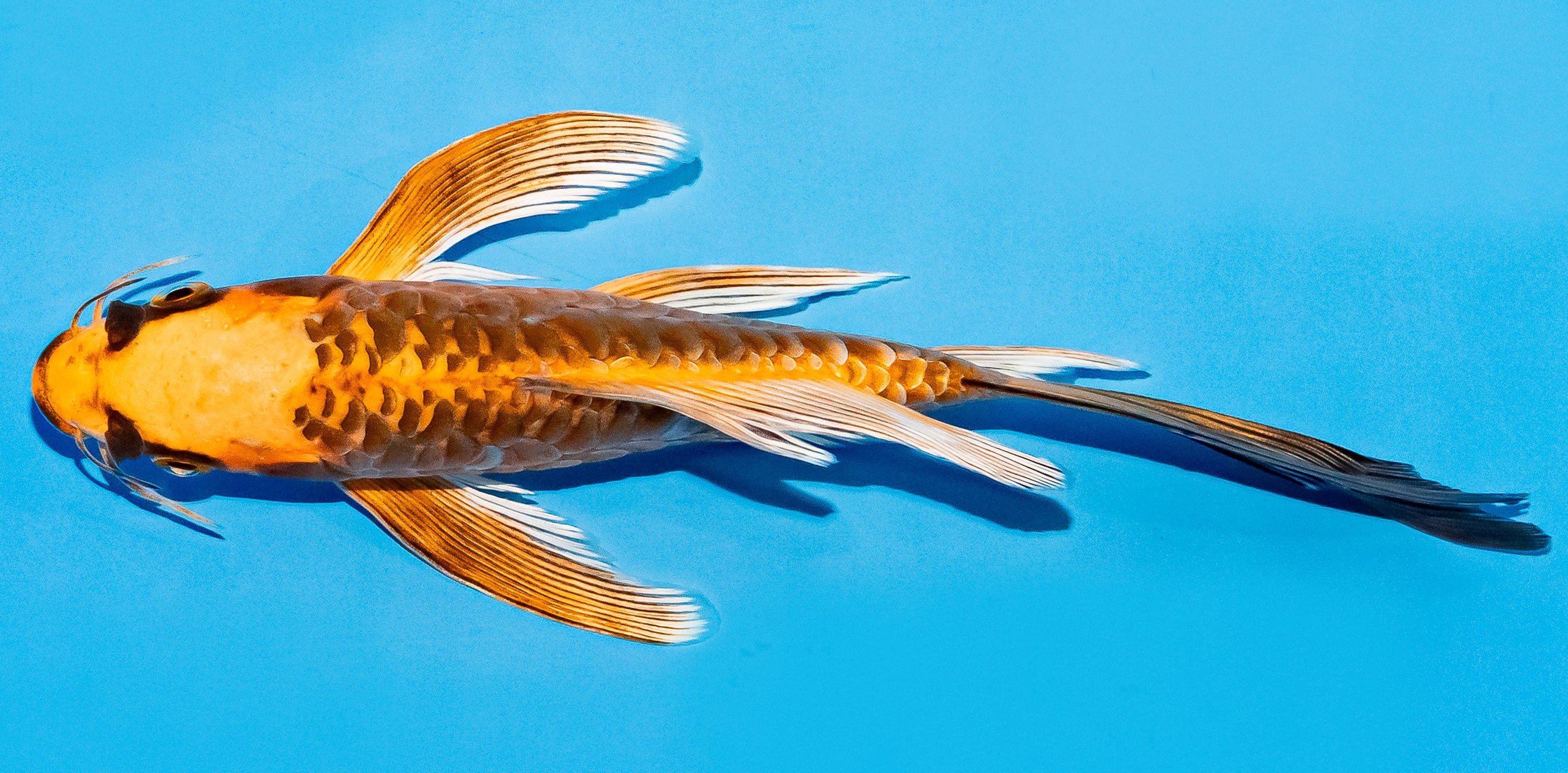 Butterfly Koi 20-25cm Nr. 5414