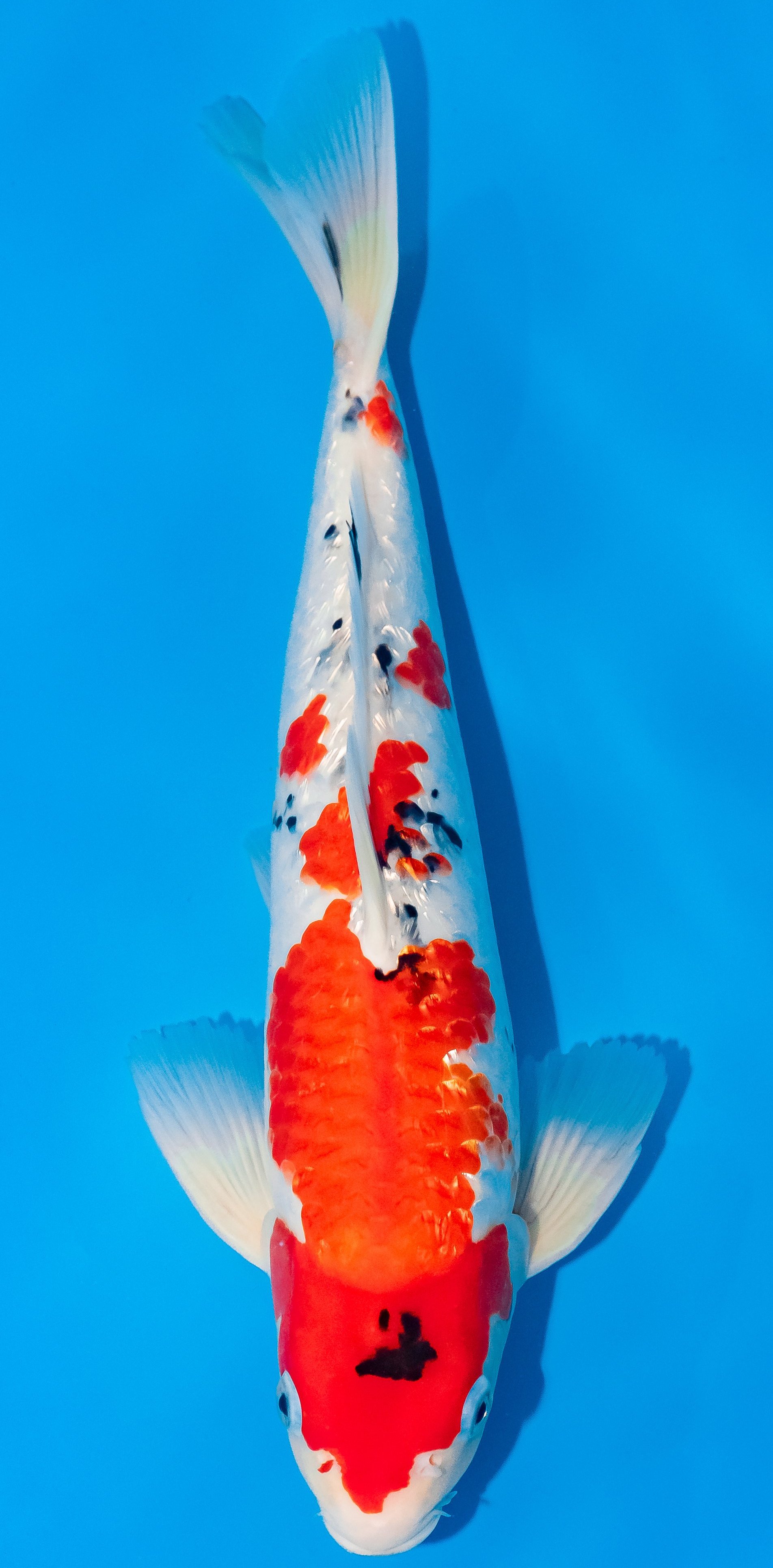 Koi 35-40cm Nr. 1134