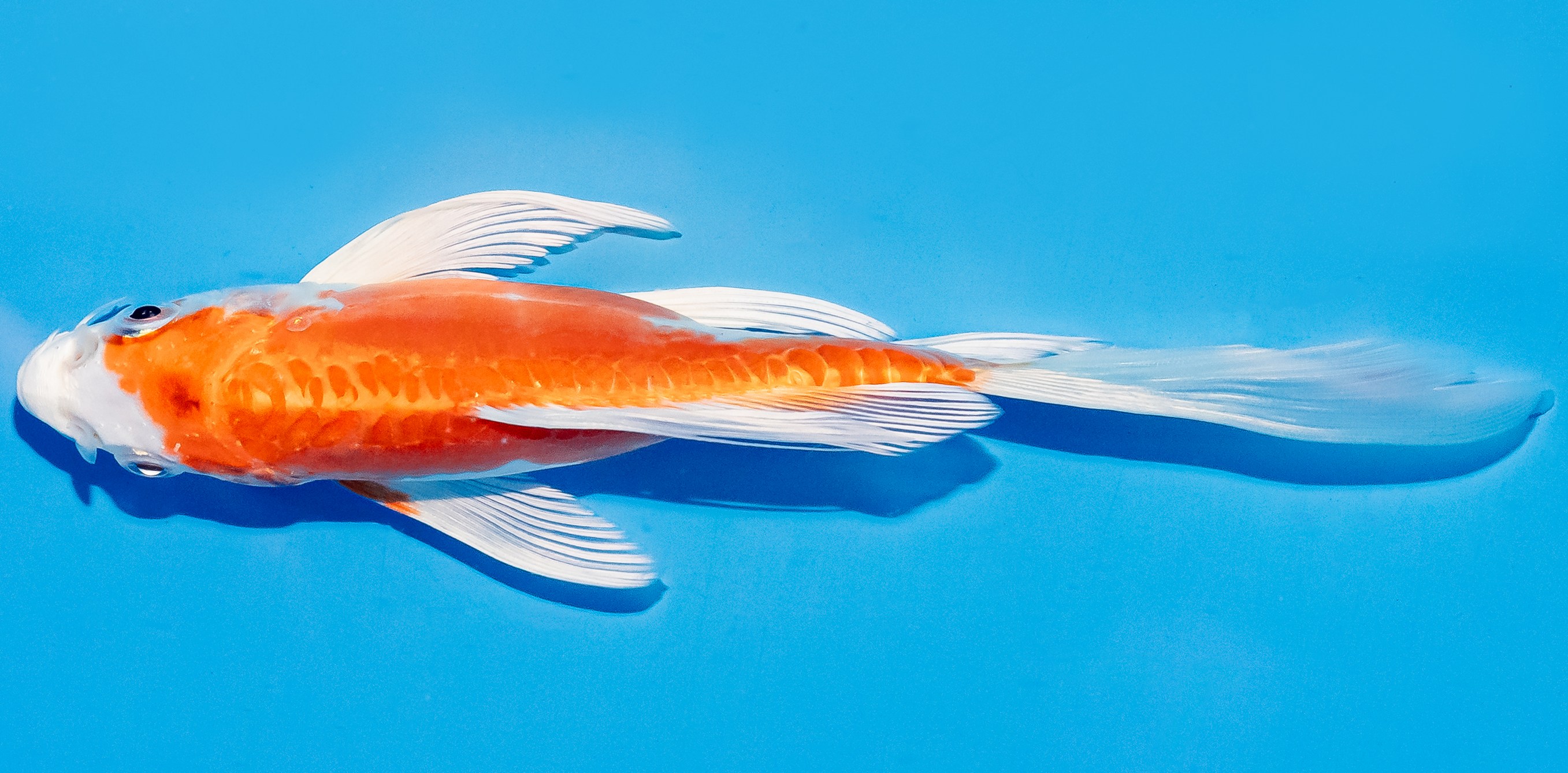 Butterfly Koi 17-20cm Nr. 5929