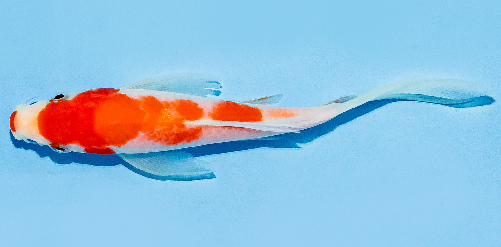 Butterfly Koi 14-17cm Nr. 8245