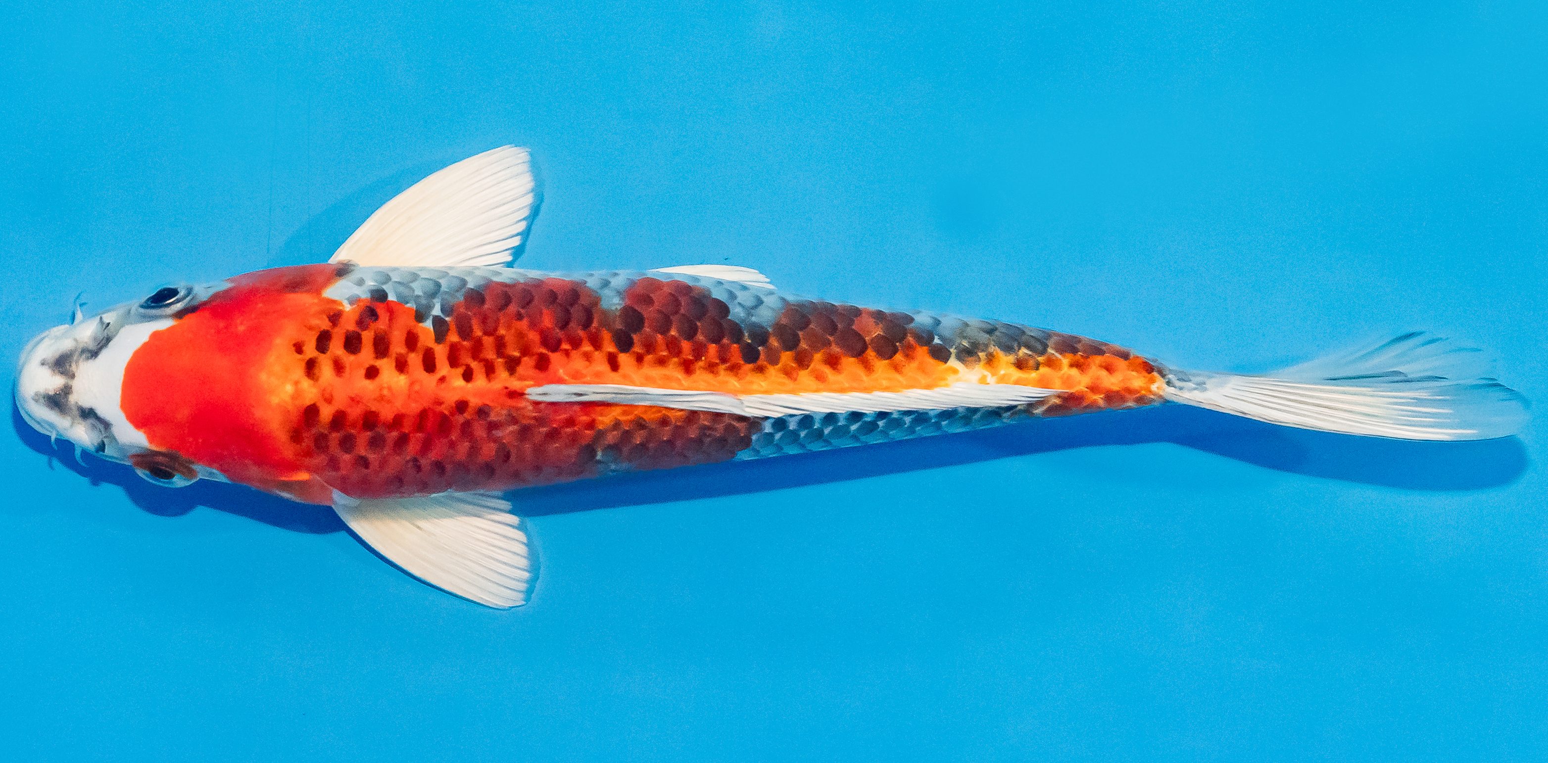 Koi 25-30cm Nr. 1501