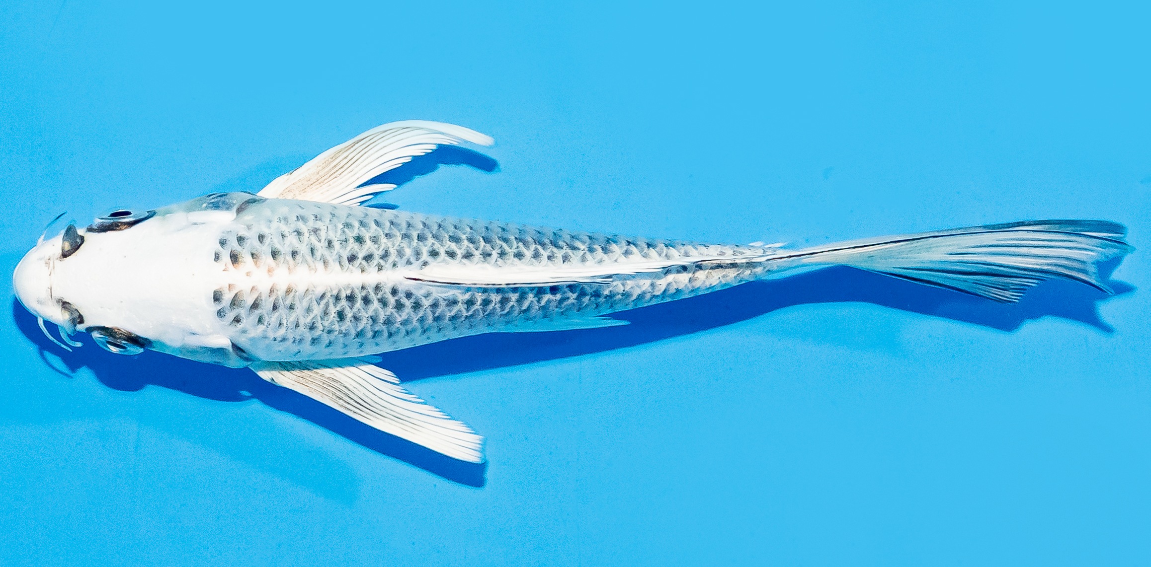 Butterfly Koi 17-20cm Nr. 6920