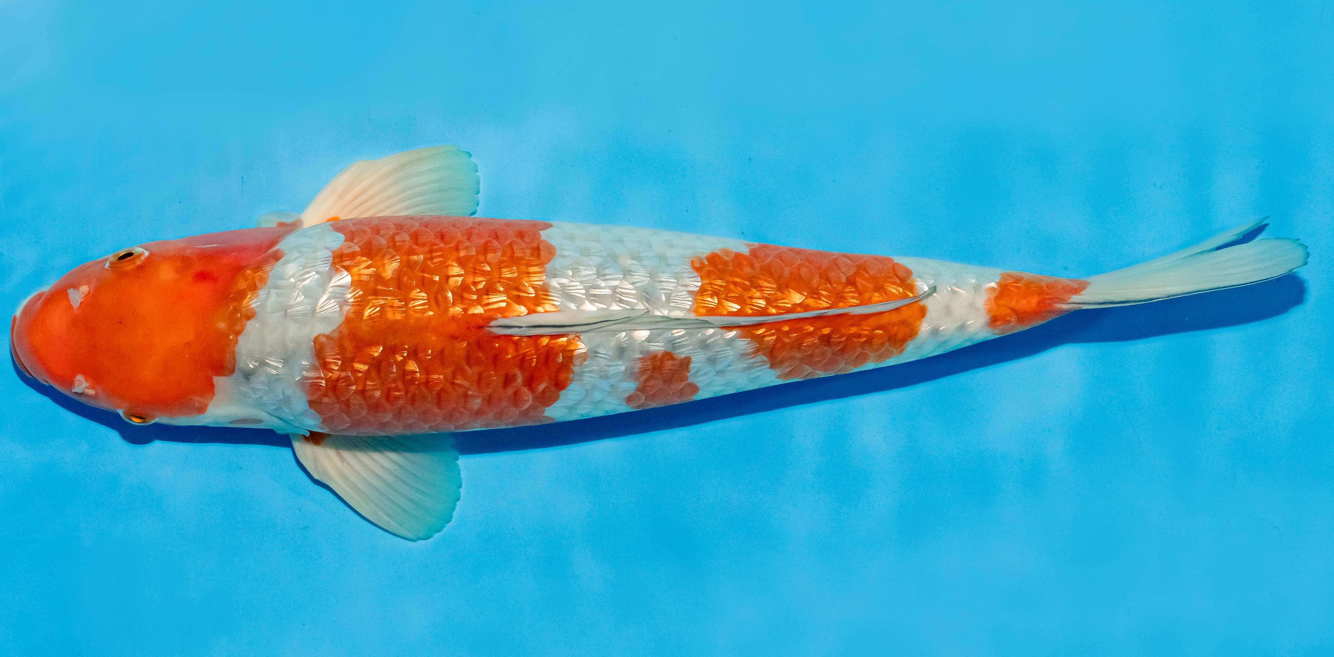 Koi 40-45cm Nr. 4927