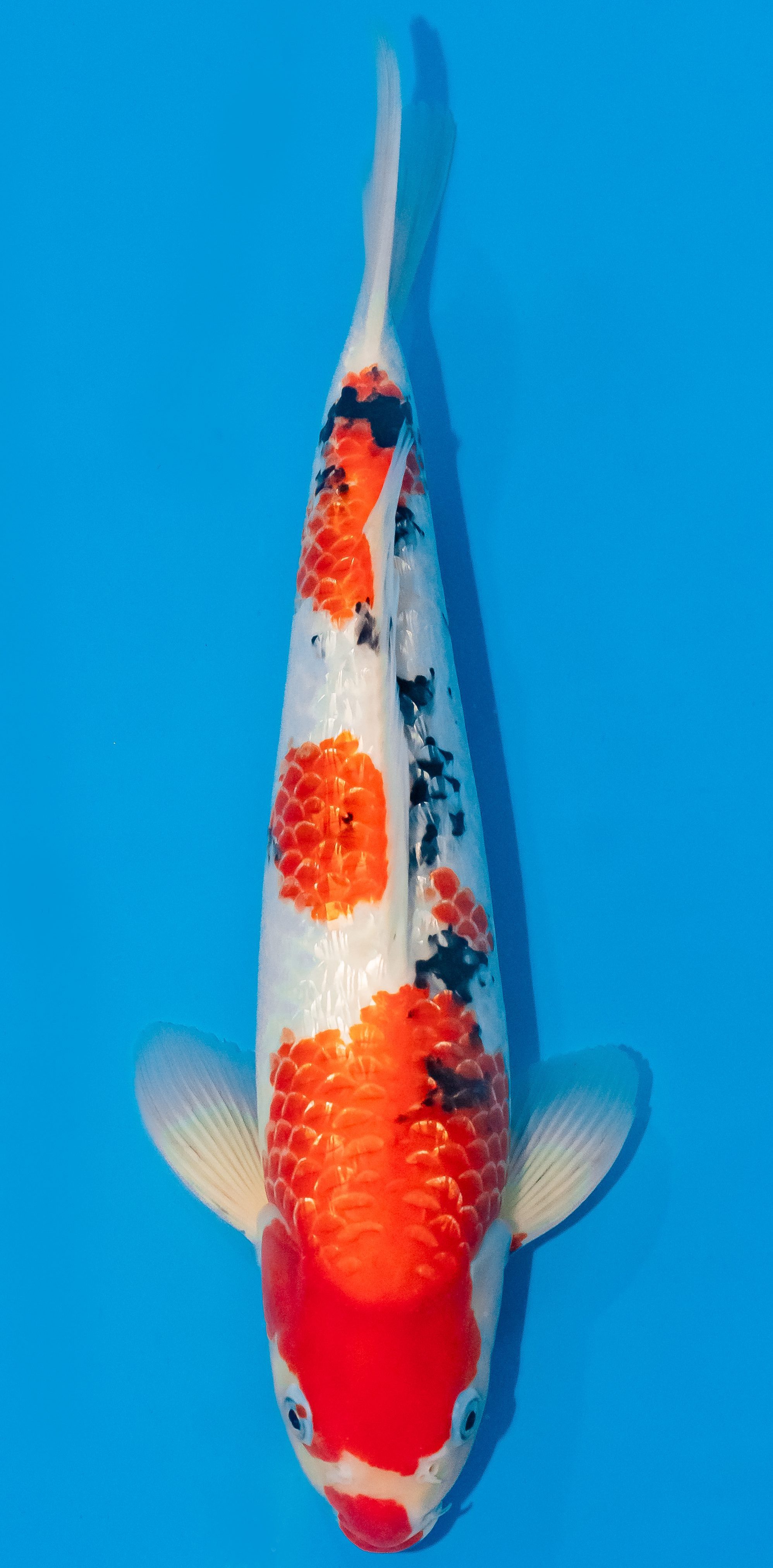 Koi 35-40cm Nr. 1127