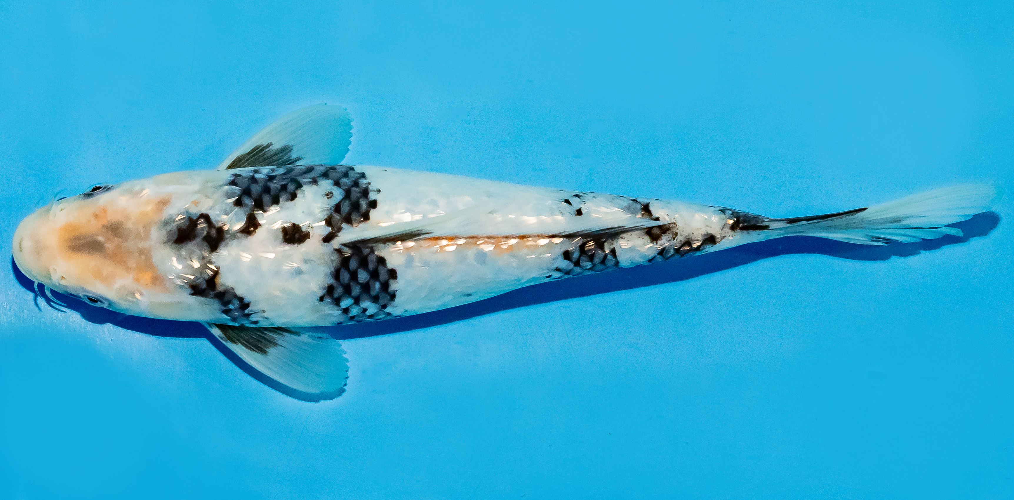 Koi 25-30cm Nr. 5203