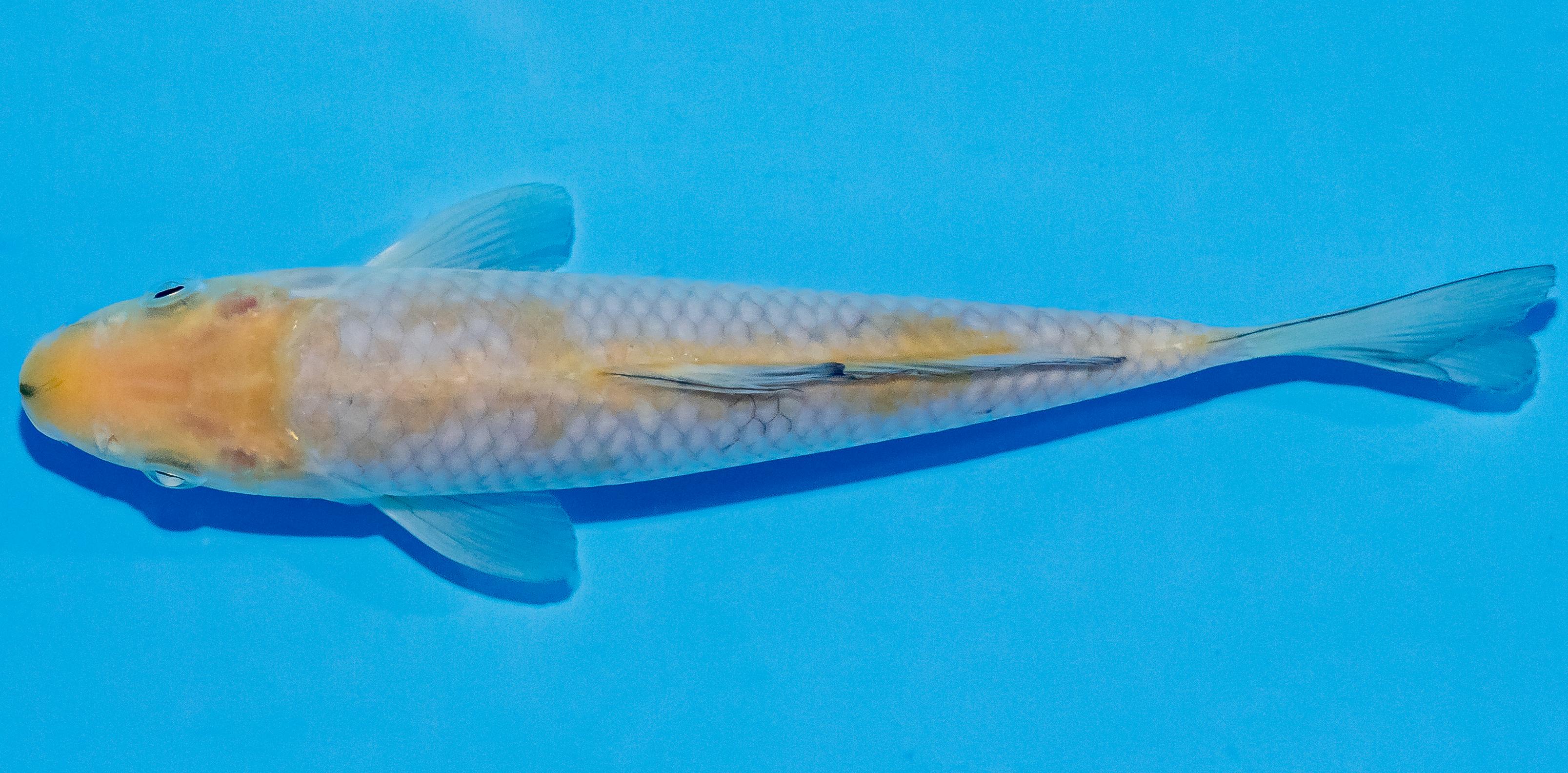Koi 17-20cm Nr. 2106