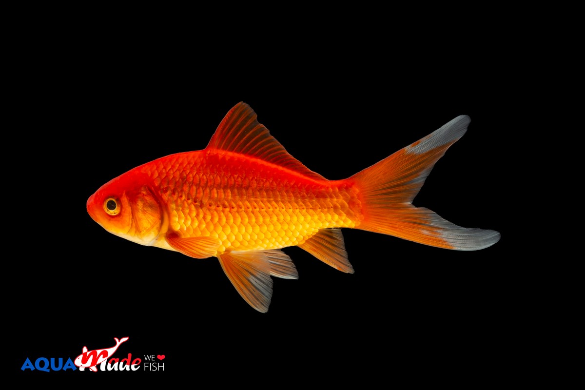 200x Goudvis Comet (Carassius auratus) 5-7cm