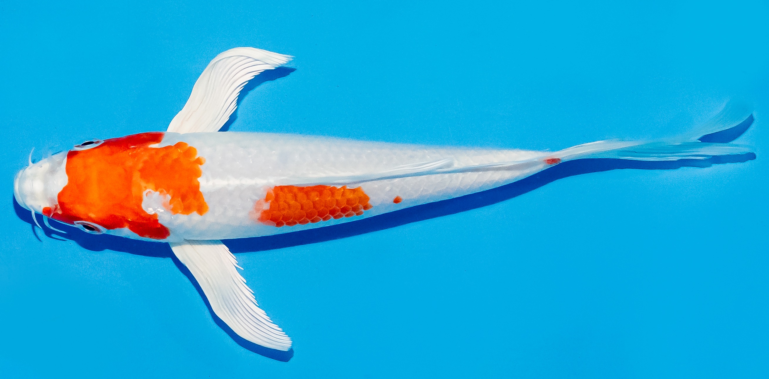 Butterfly Koi 20-25cm Nr. 8519